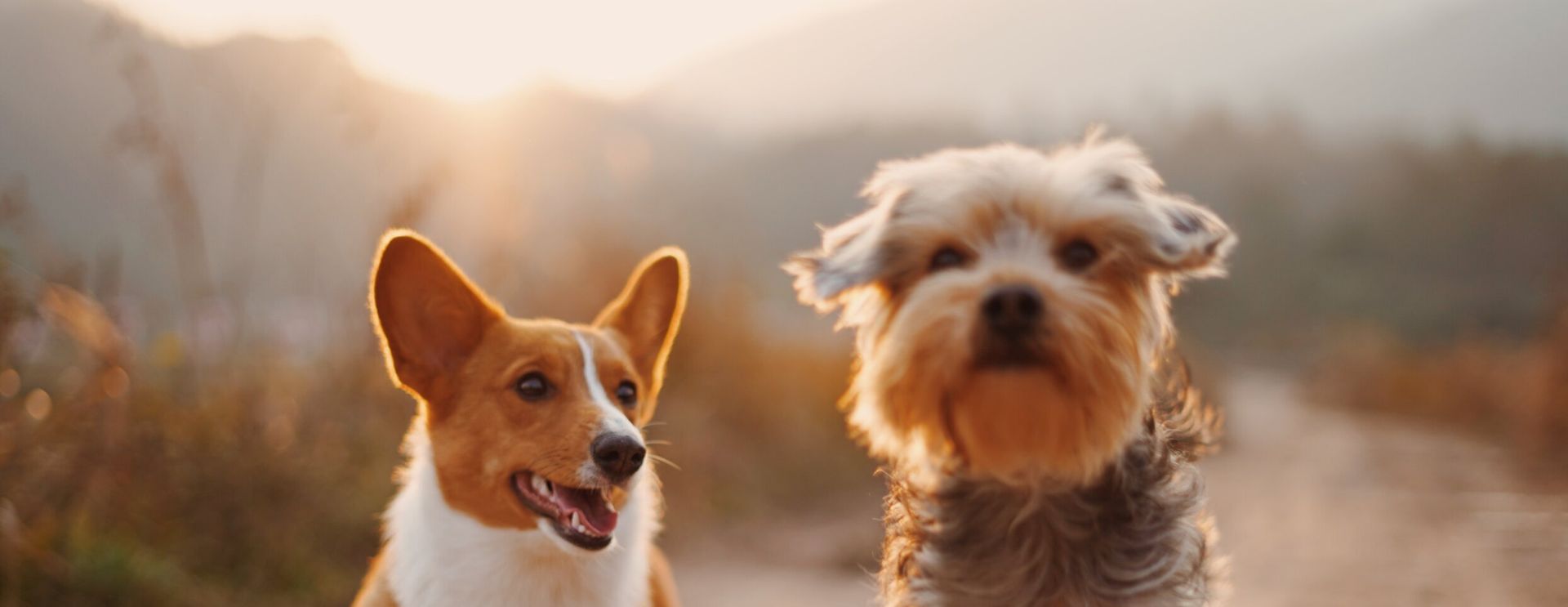 Two dogs are standing next to each other on a dirt road.