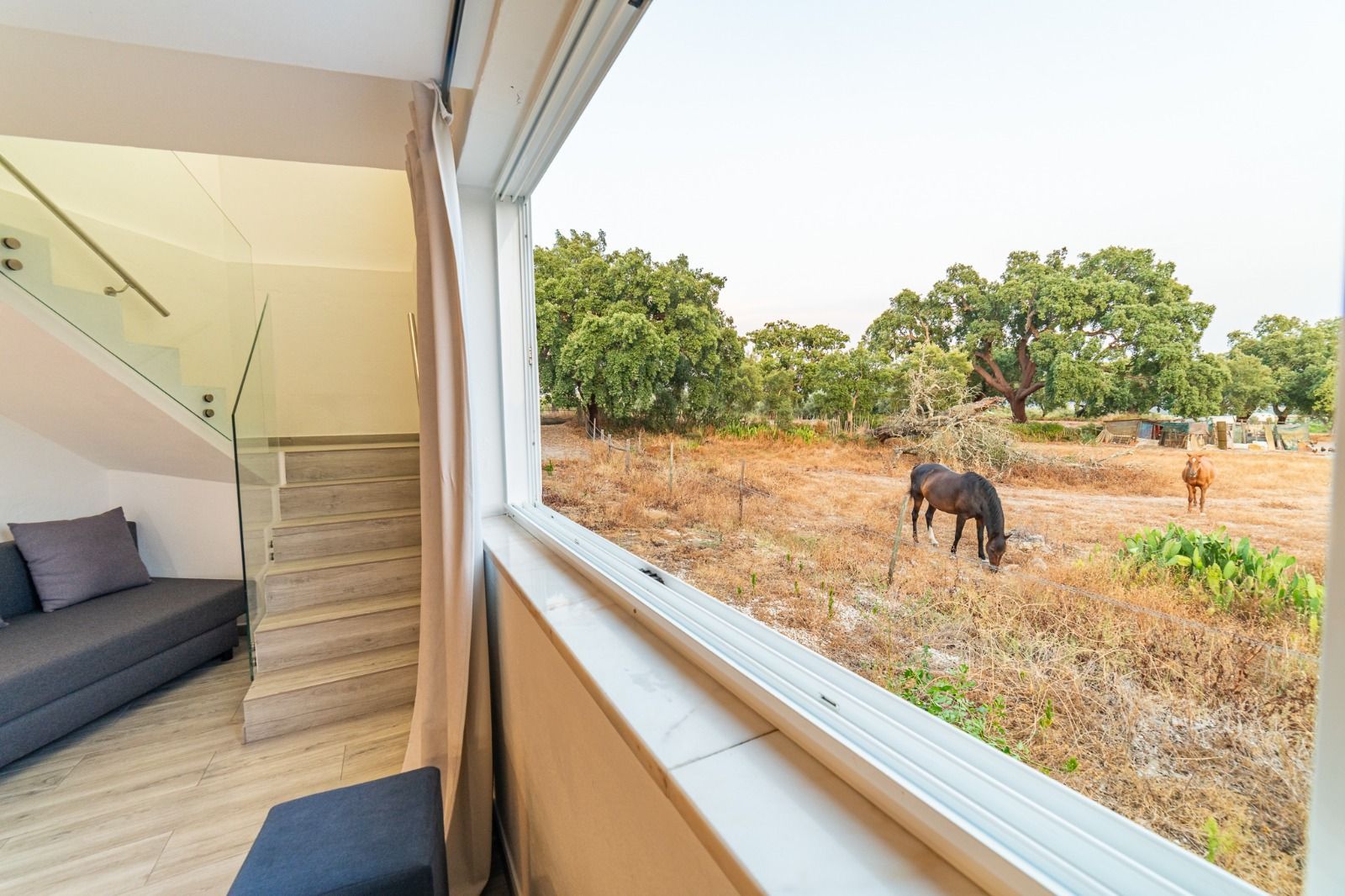 View from a modern room through a large window to a grazing black cow in a dry field with trees.