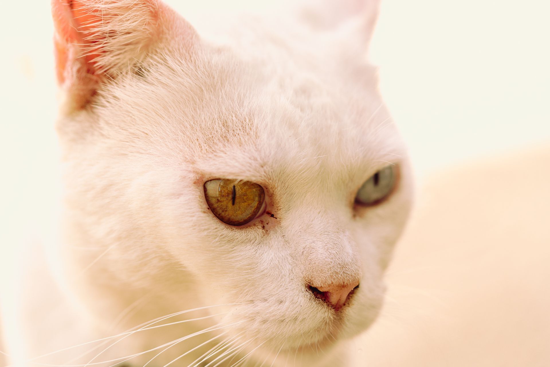 Close-up of a white cat with amber eyes in soft, warm light