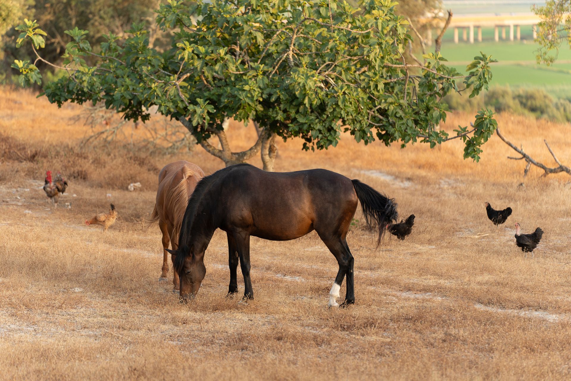 Two horses grazing in a dry field under a tree, with chickens nearby.