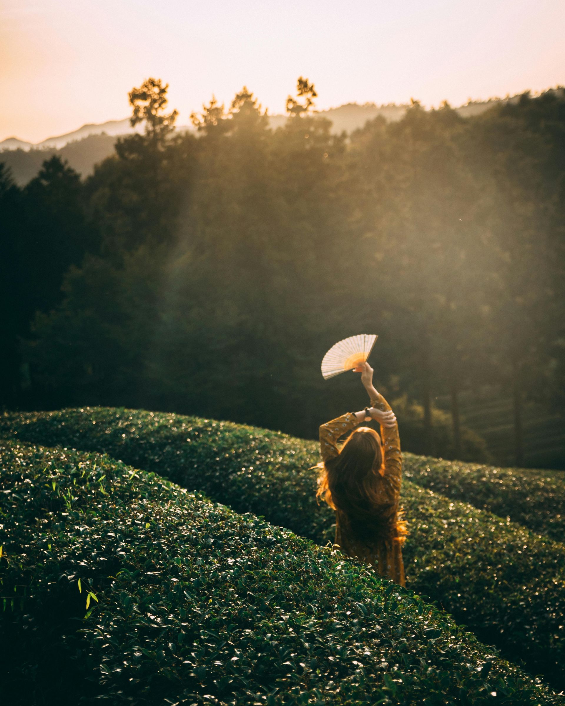 茶葉