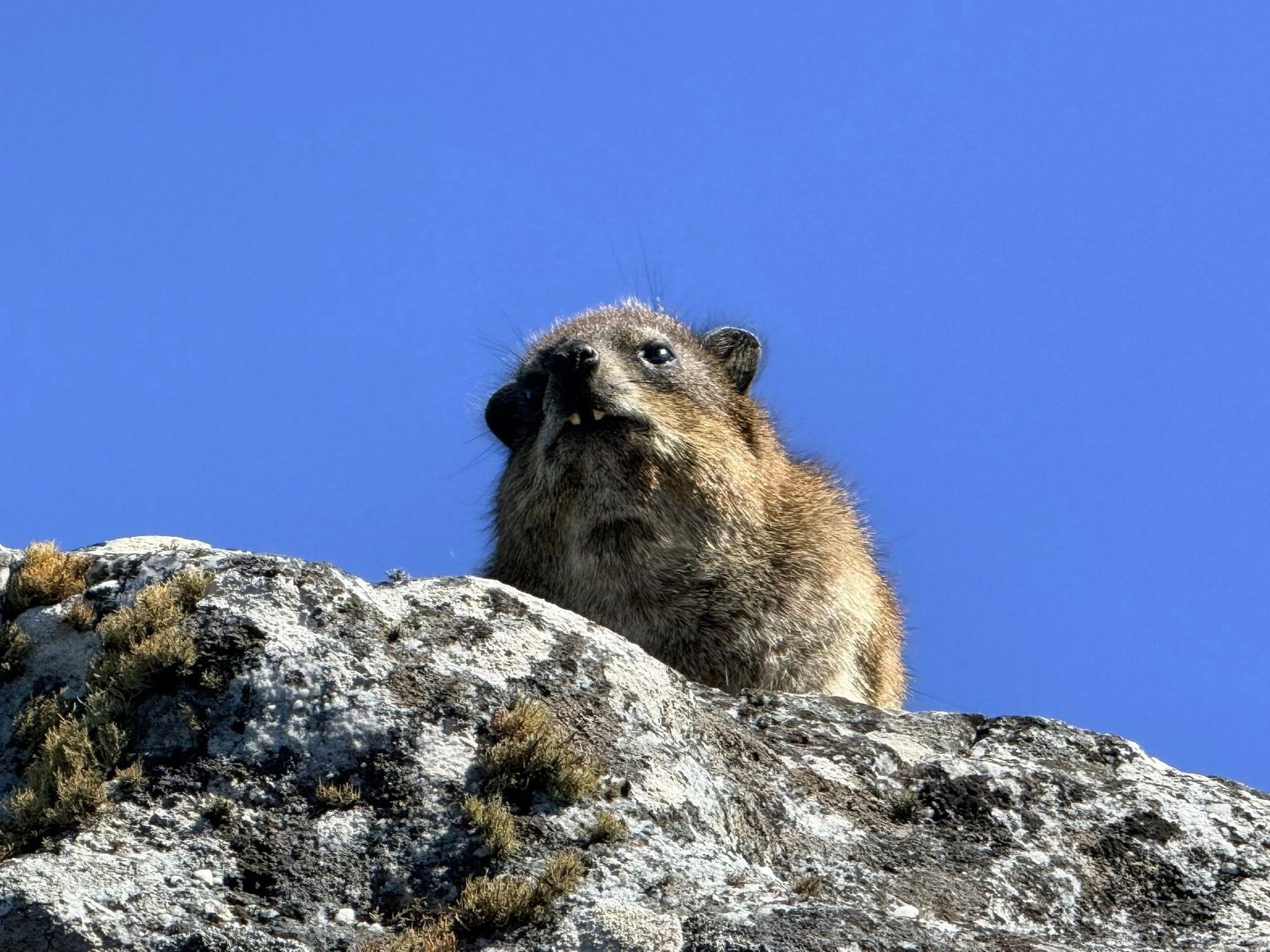 Small furry animal peeks over a rocky ledge against a clear blue sky.