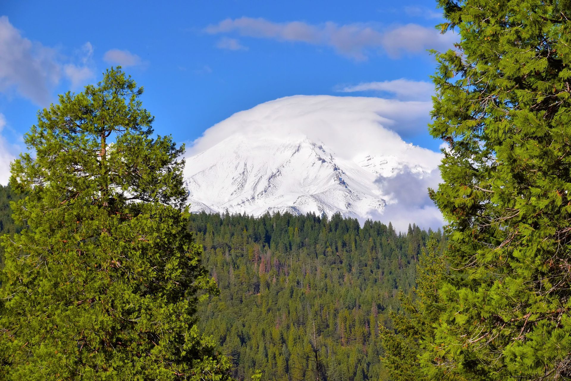 Snow-capped mountain above a dense forest, framed by green trees under a blue sky