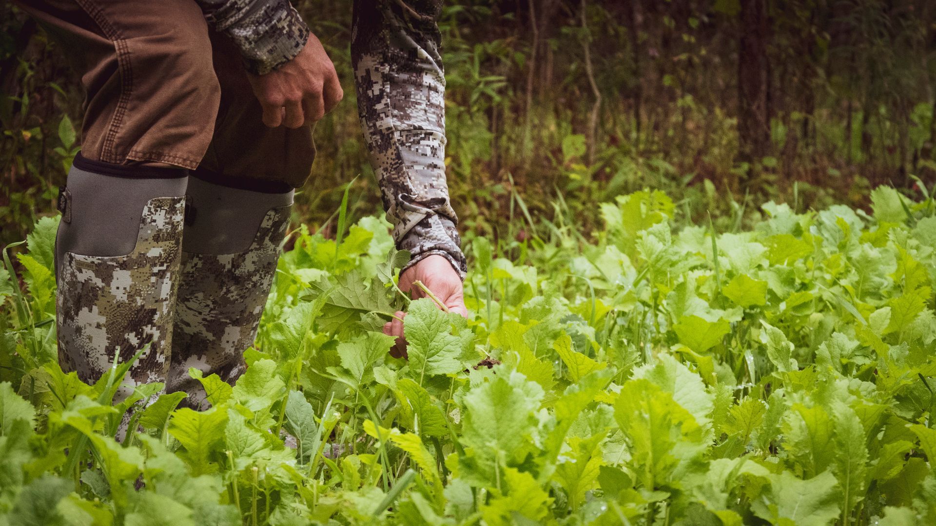 A person is standing in a field of green plants.