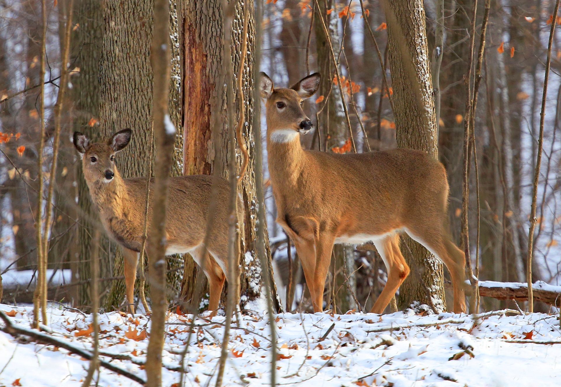 Two deer standing next to each other in a snowy forest