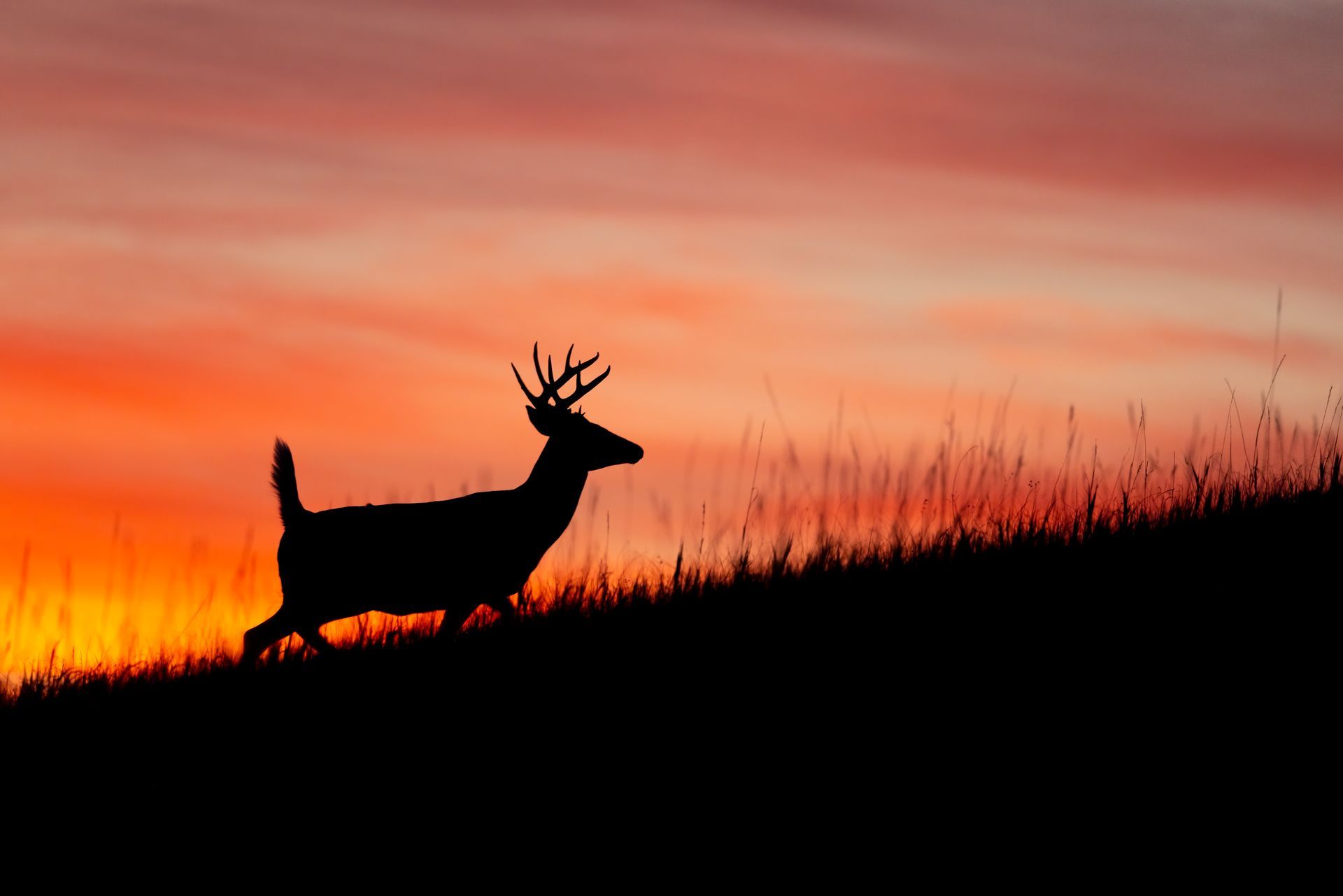 A silhouette of a deer running down a hill at sunset.