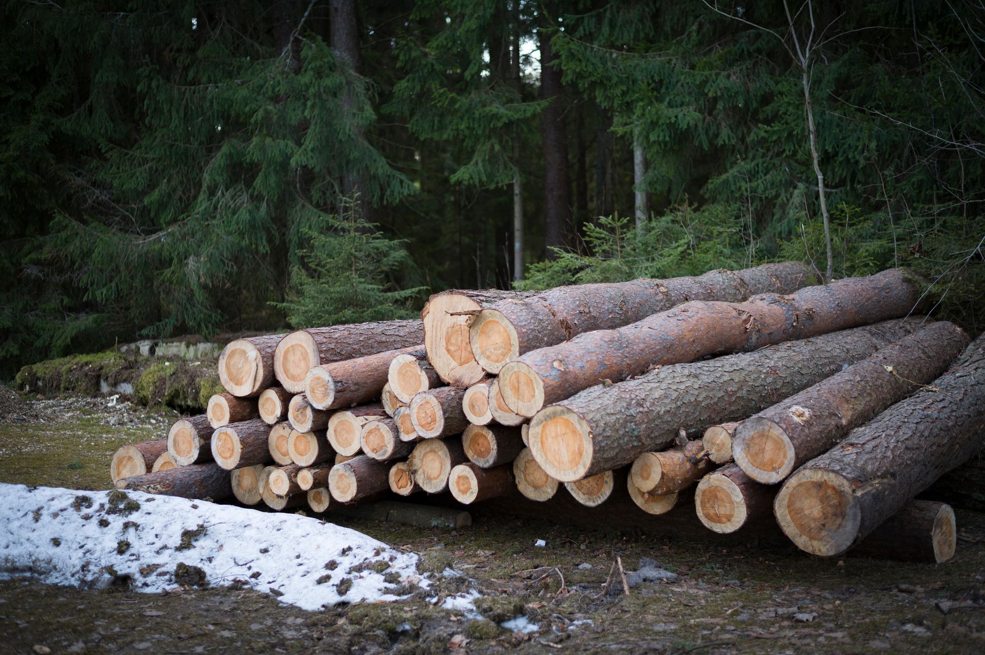 A pile of logs in the middle of a forest.