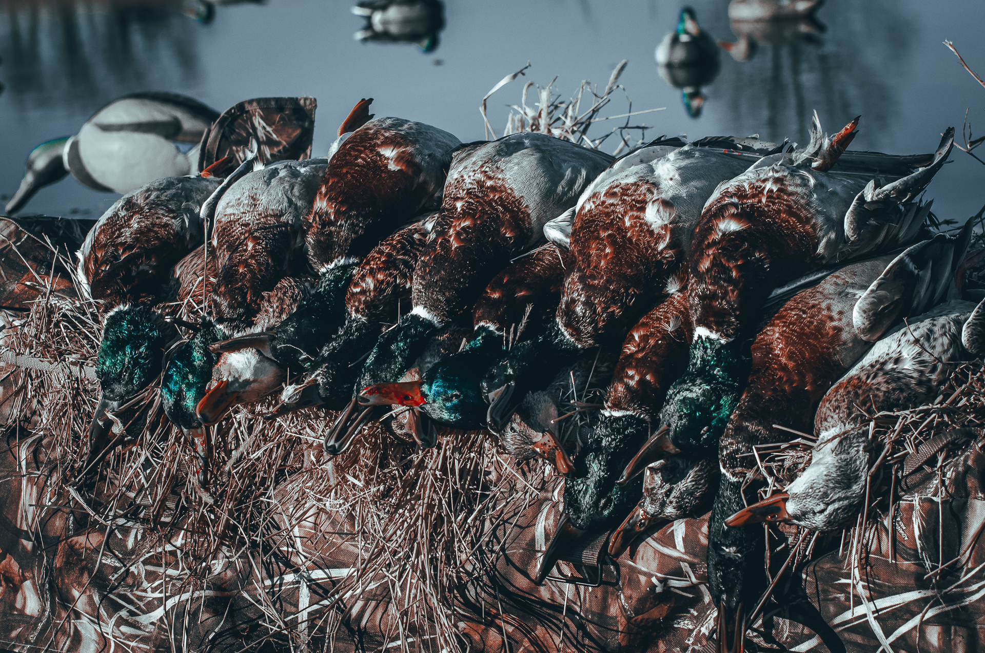 Hunted ducks resting on a camouflage blind by water, some with iridescent green heads, brown bodies.