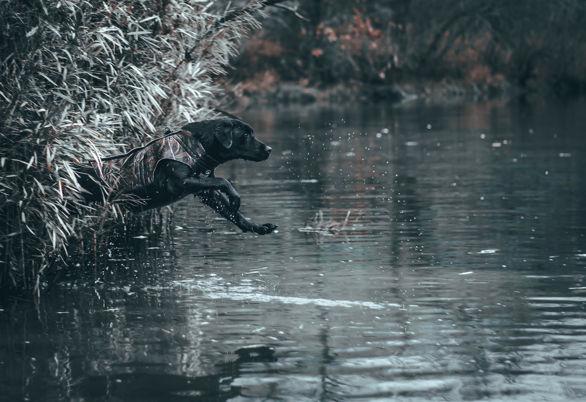 Black dog leaping into a body of water from reeds, water splashing.