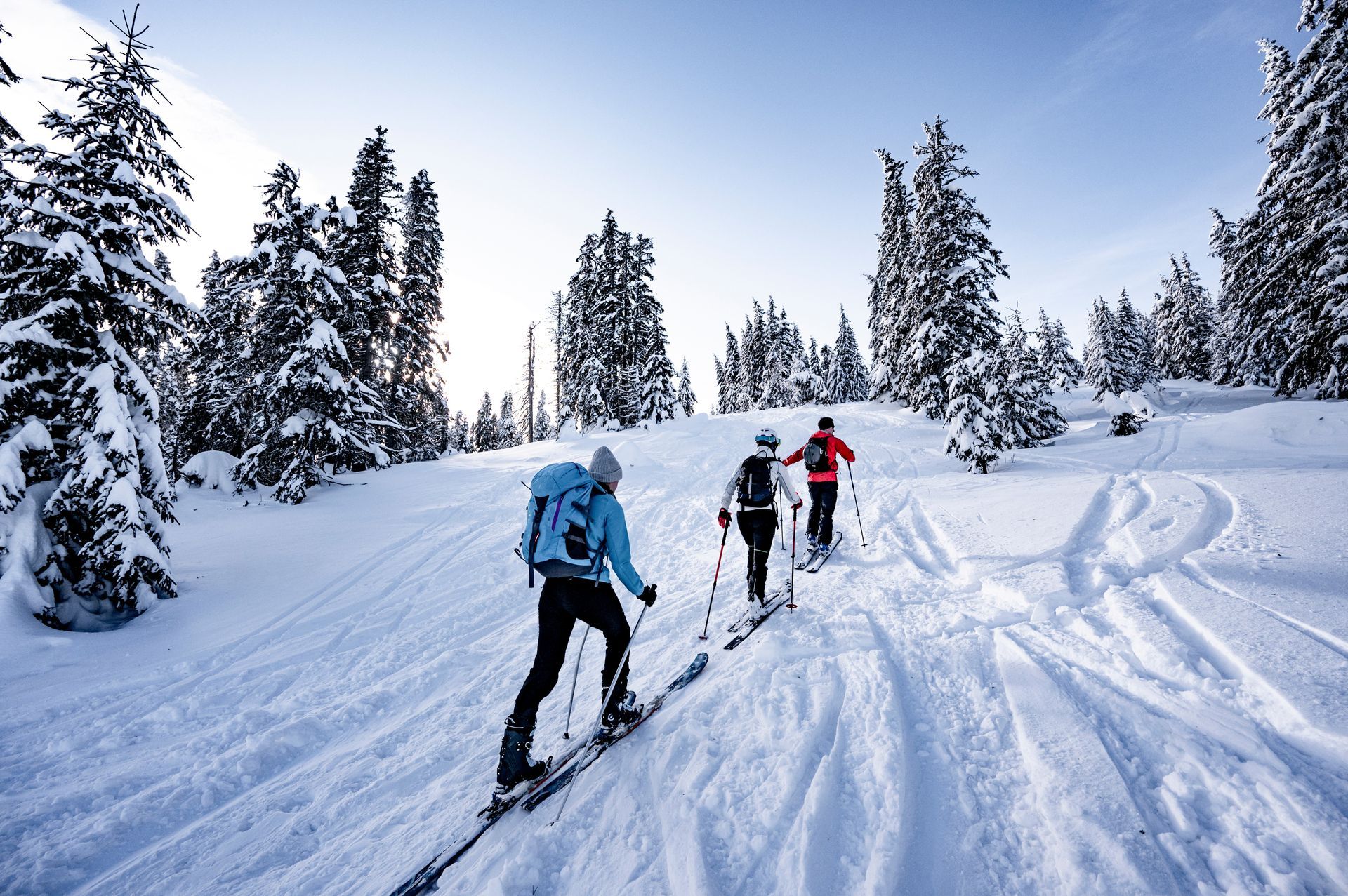 three people ski touring in pines