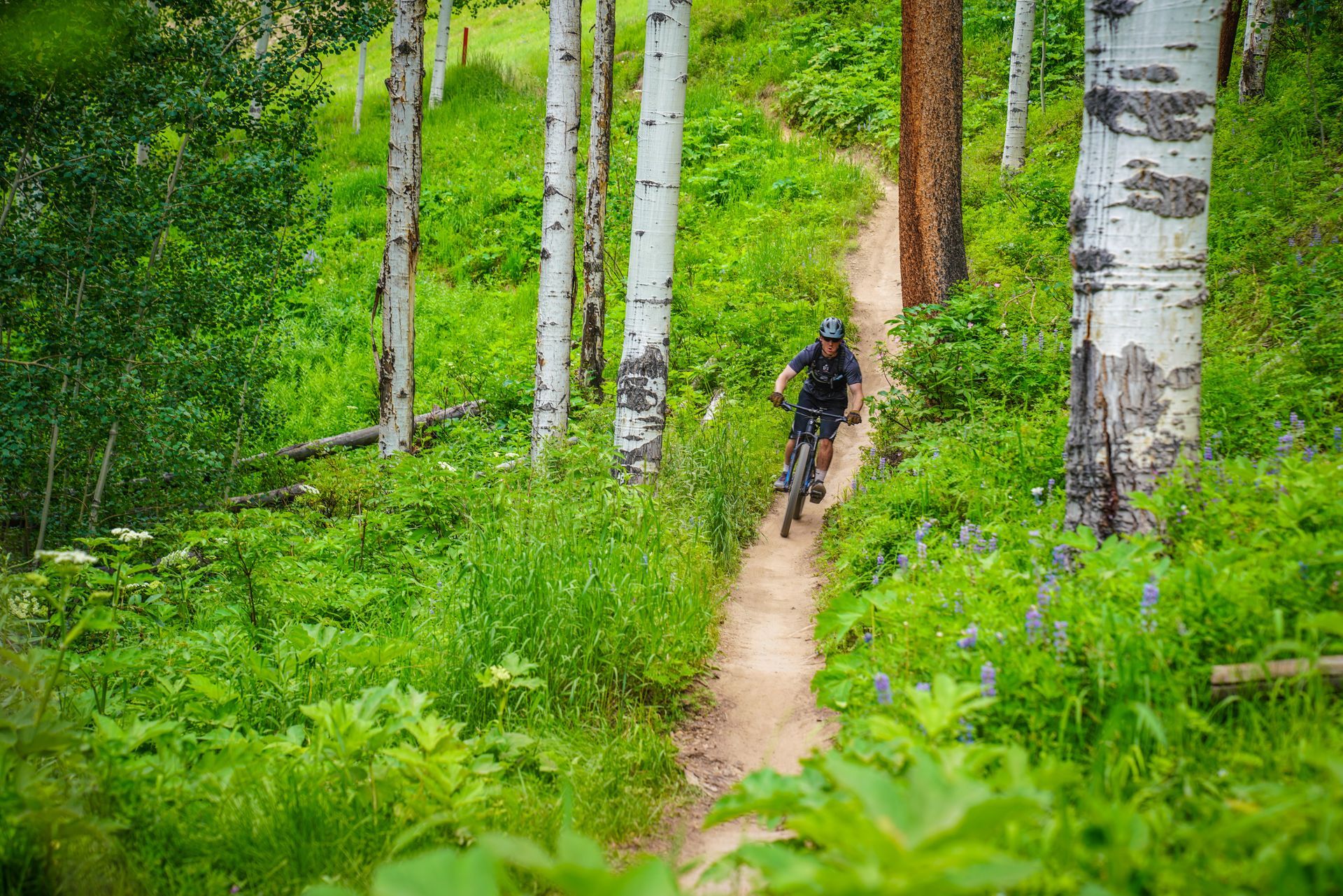 Man mountain bikes down a trail surrounded by low plants and aspens