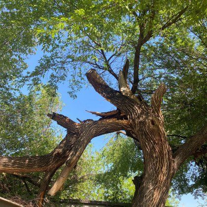 Before Tree Services