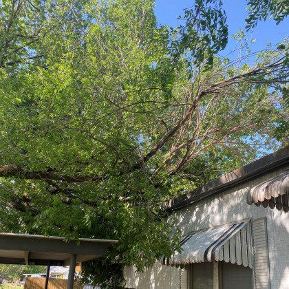 Before Tree Services