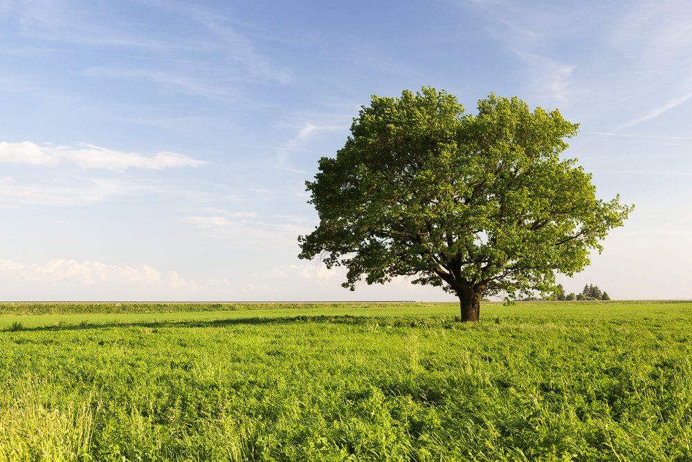 Tree with Green Foliage on A Background