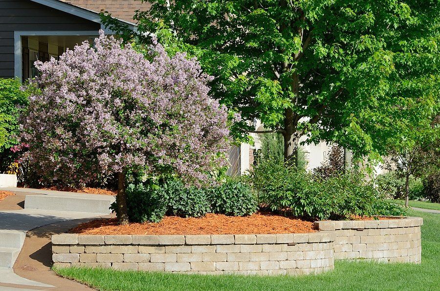 garden with different plants