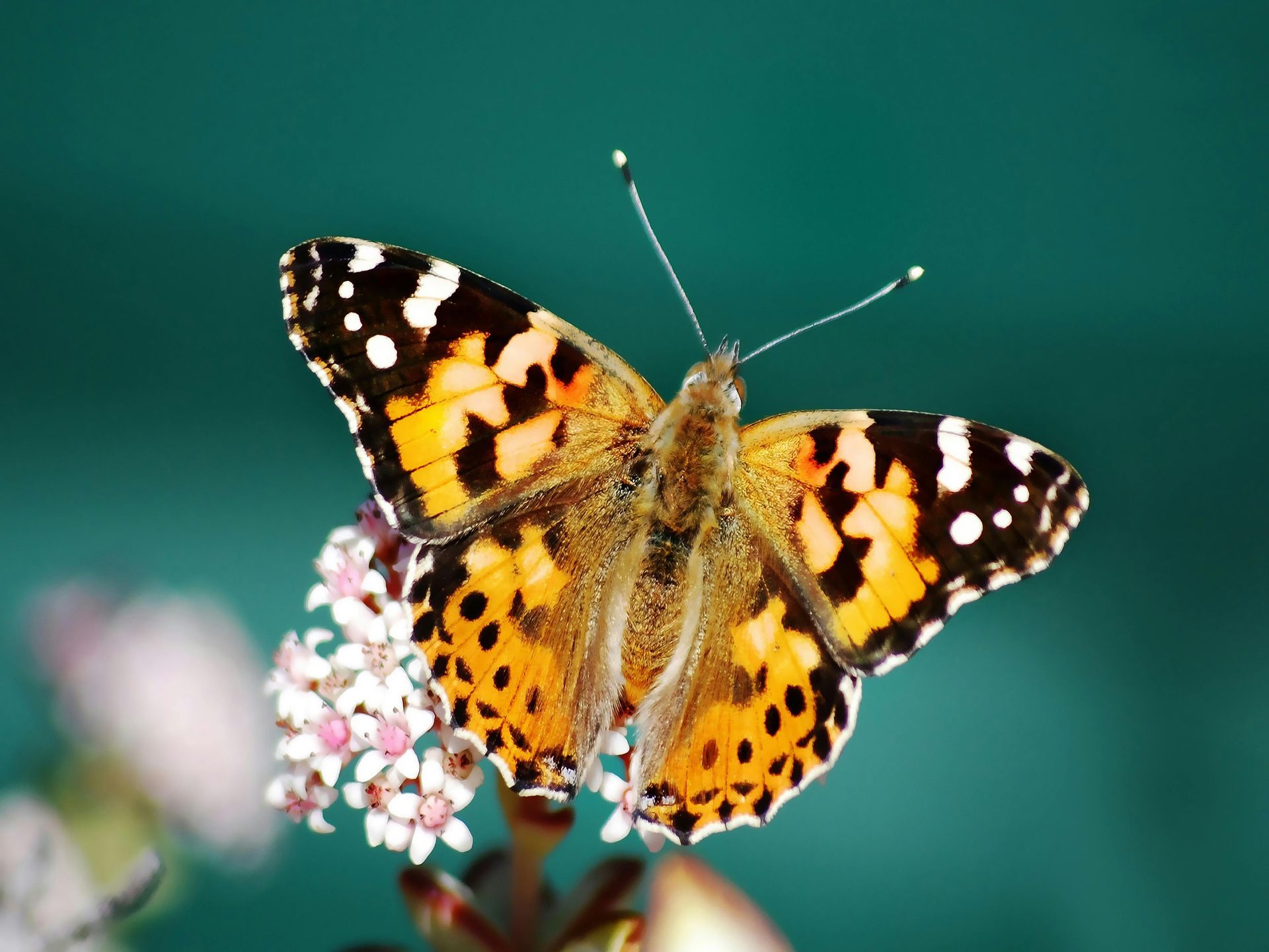 Butterfly with orange, black, and white wings perched on pink flowers against a green background