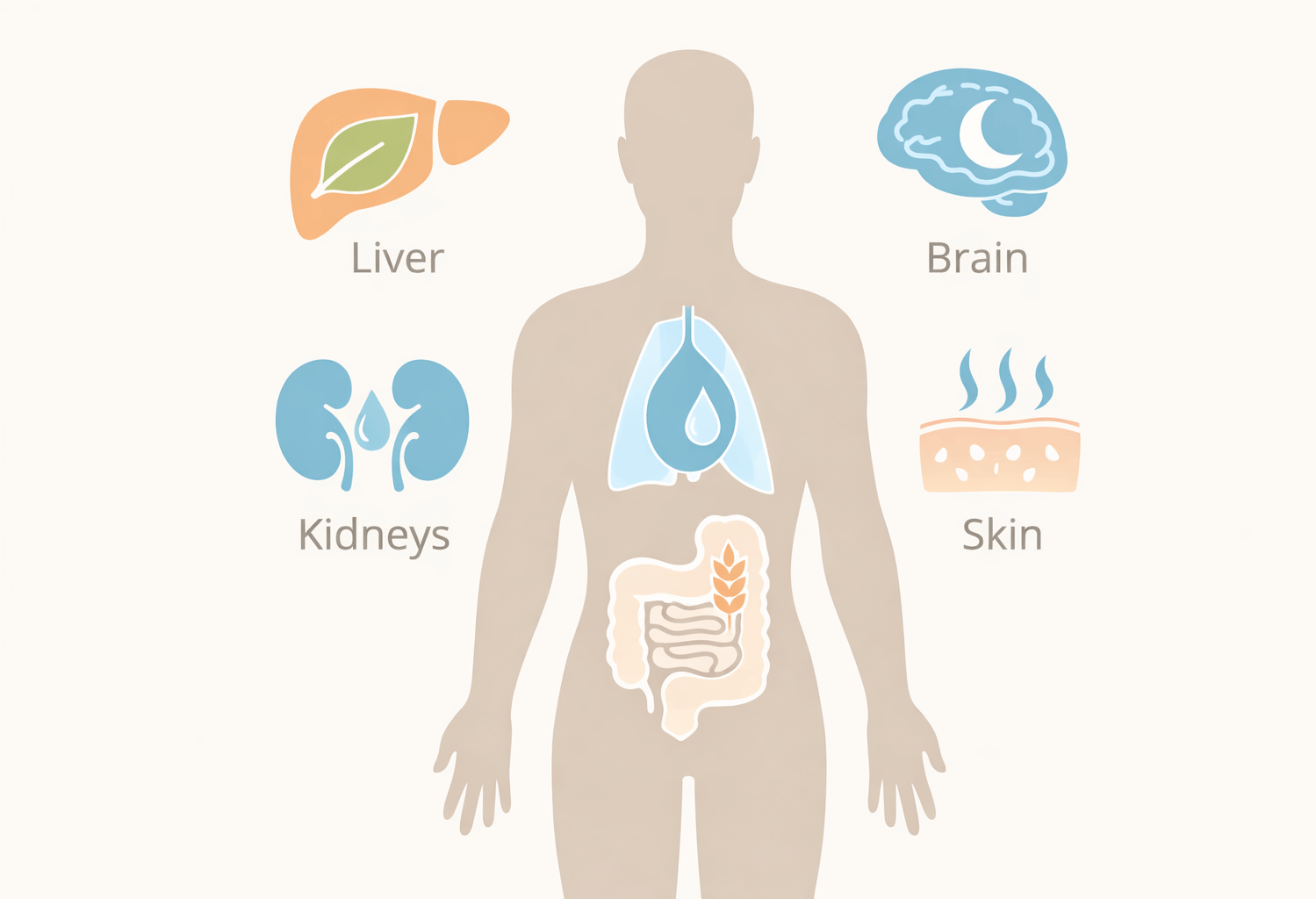 An image showing a simple, elegant infographic-style illustration. Silhouette of a human body with gentle icons placed within: a liver (leaf icon), kidneys (water droplet), gut (fibre icon), skin (wave for perspiration), and brain (moon for sleep-linked glymphatic system).