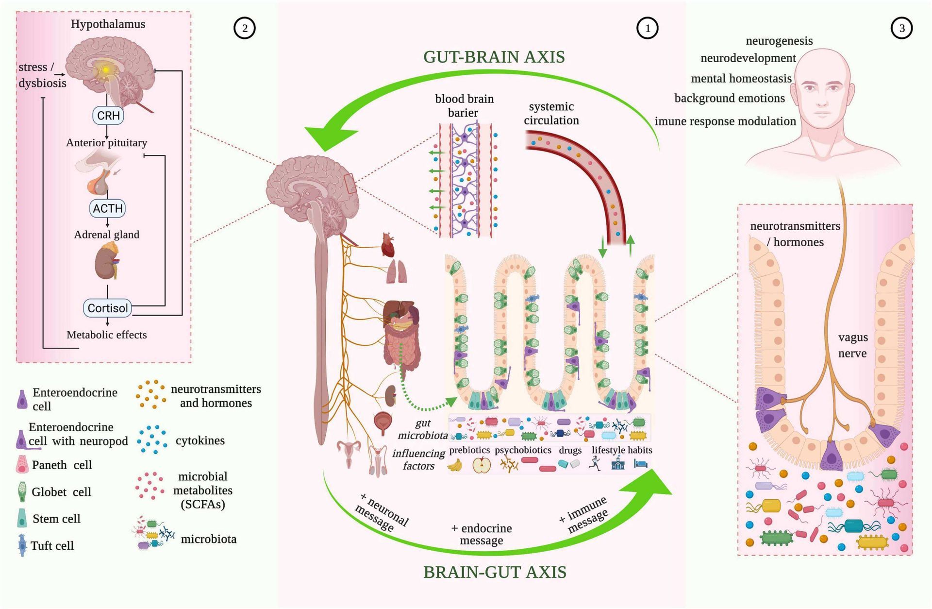 Gut Microbiome