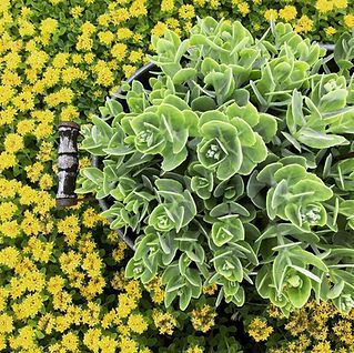 A close up of a potted plant surrounded by yellow flowers.