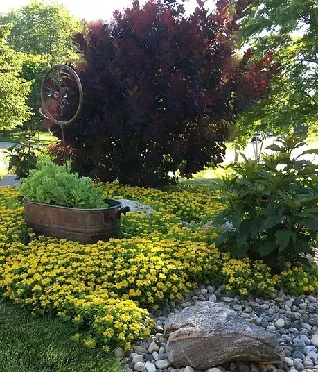 A garden filled with lots of yellow flowers and rocks.