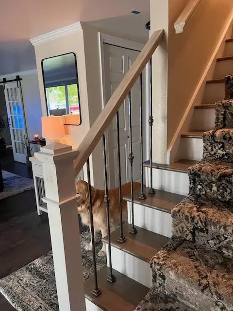 A dog is standing on a set of stairs in a living room.