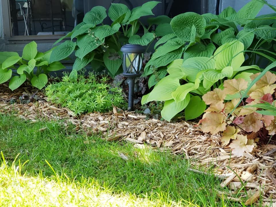 A garden with lots of plants and a lamp in the middle.