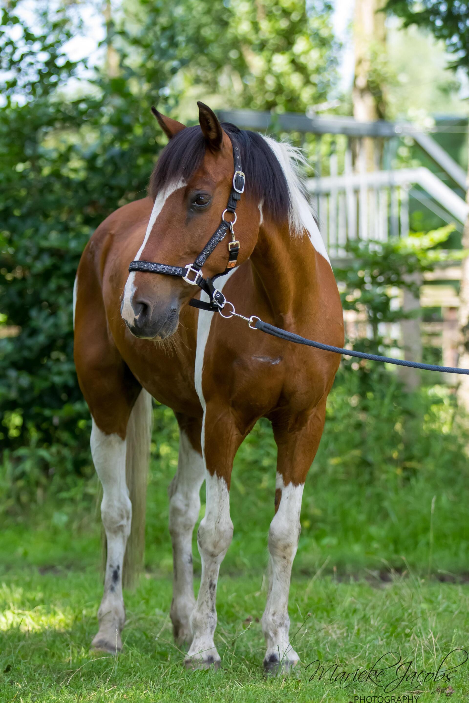 Manege-pony Bert