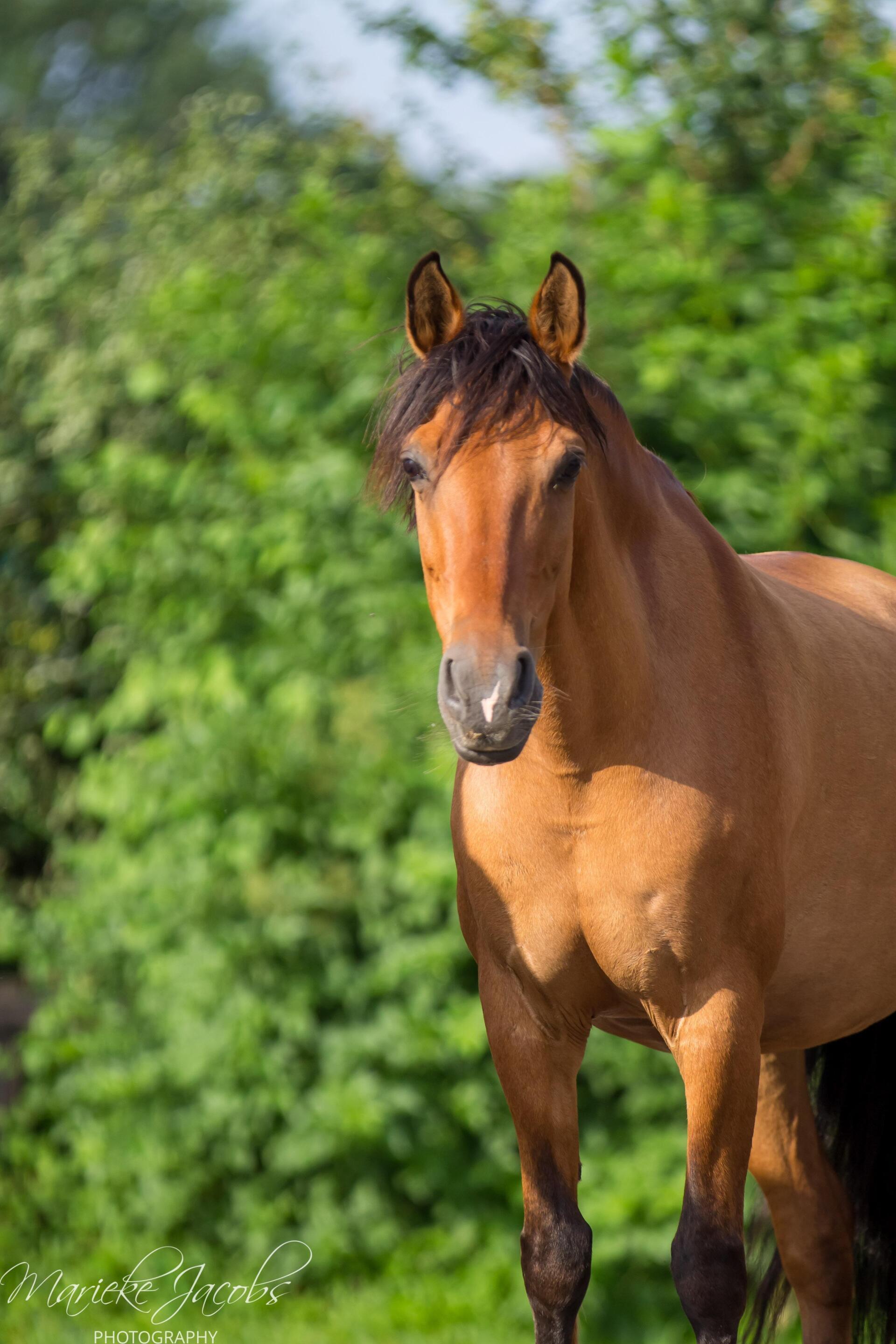 Manege-pony Blizzy