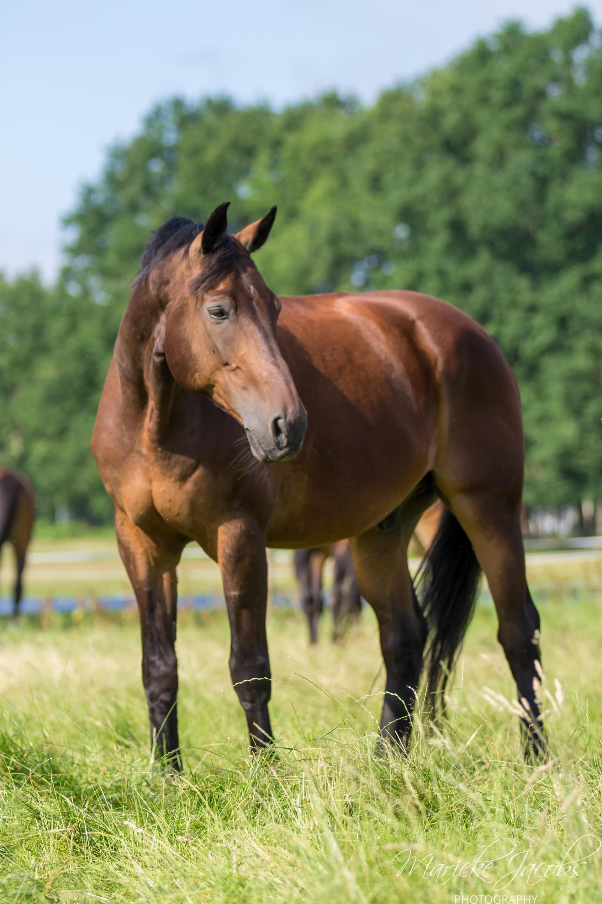 Manege paard Boris