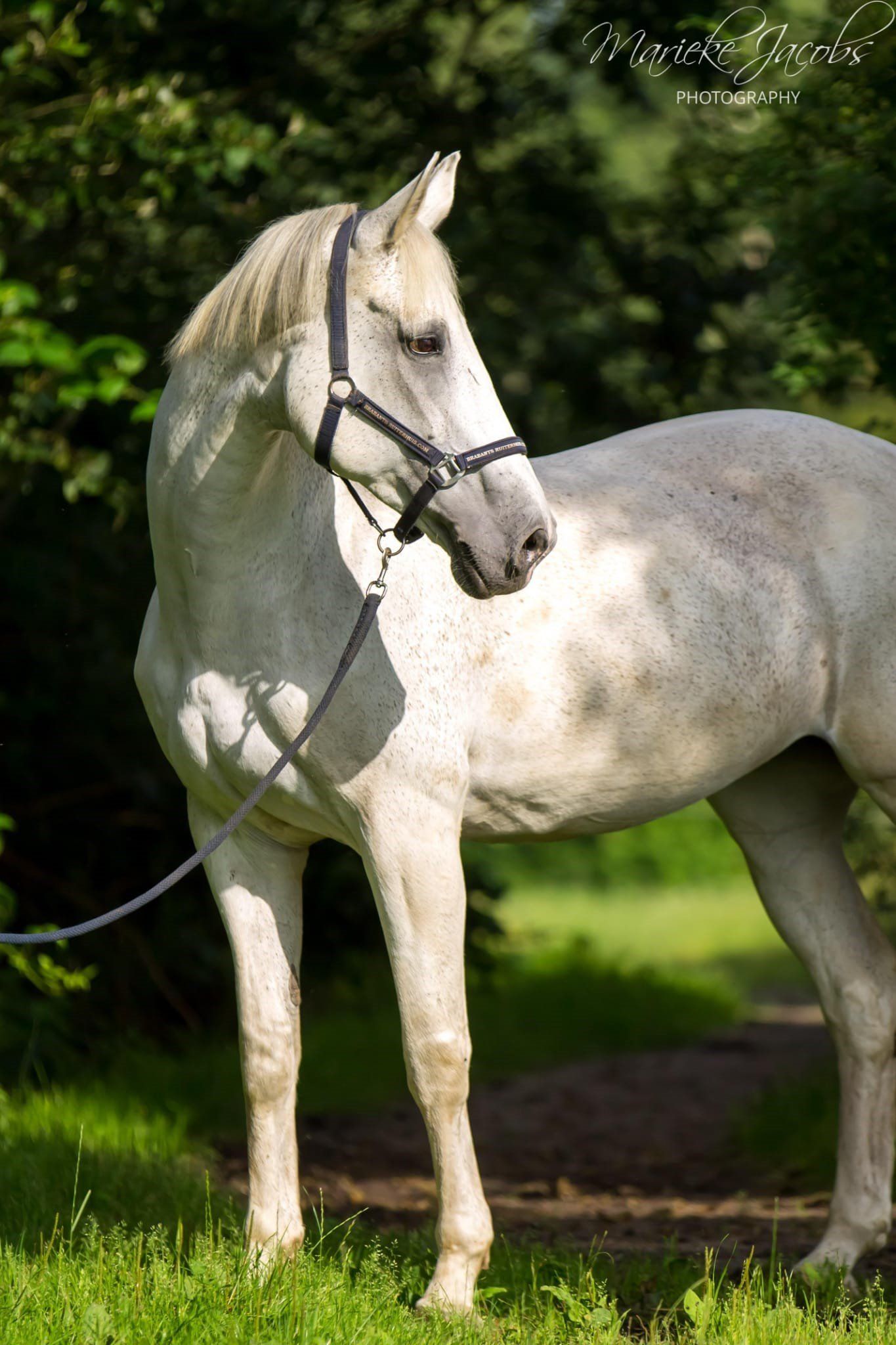 Manege paard Calva