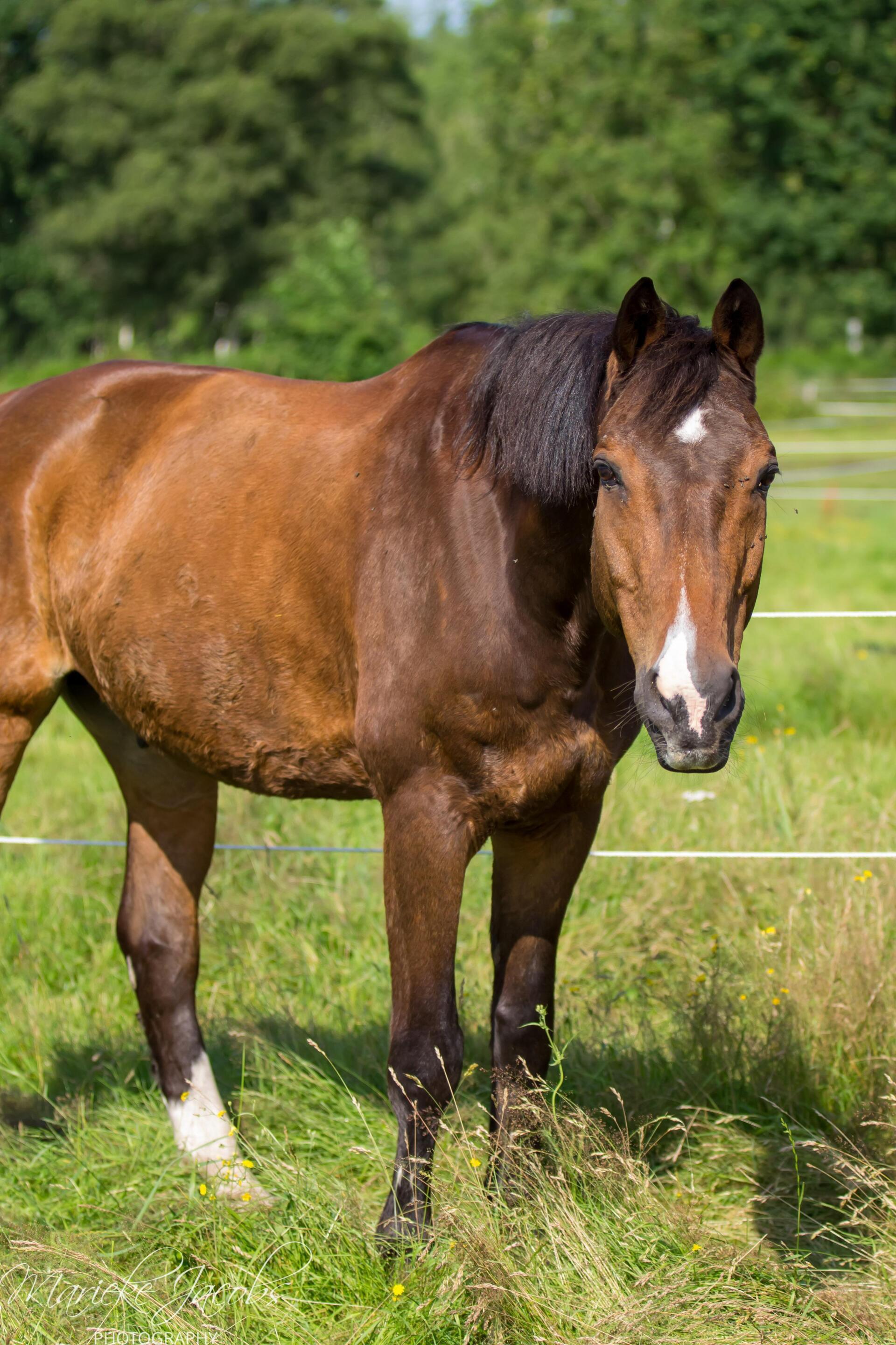 Manege paard Carlos