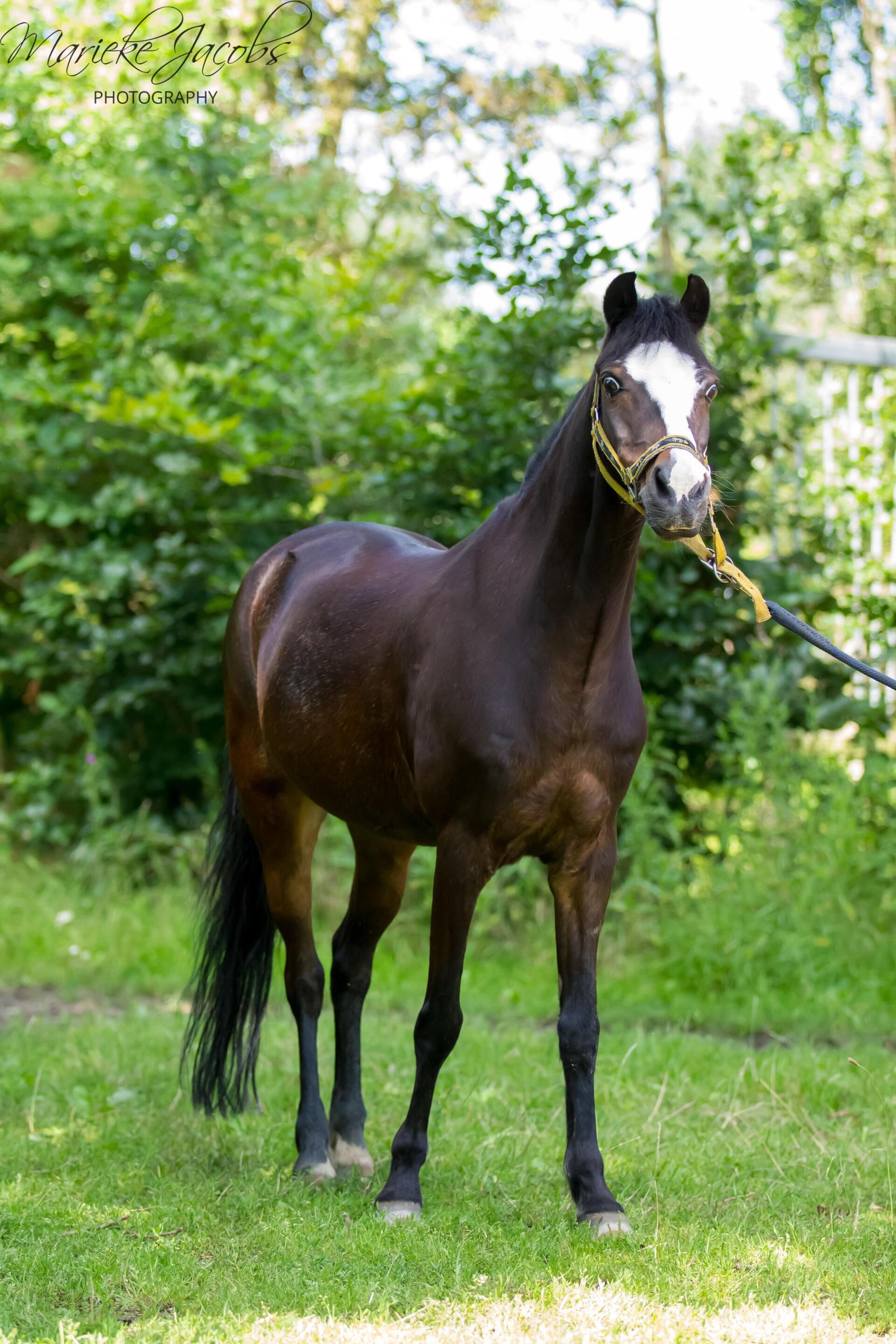 Manege-pony Darco