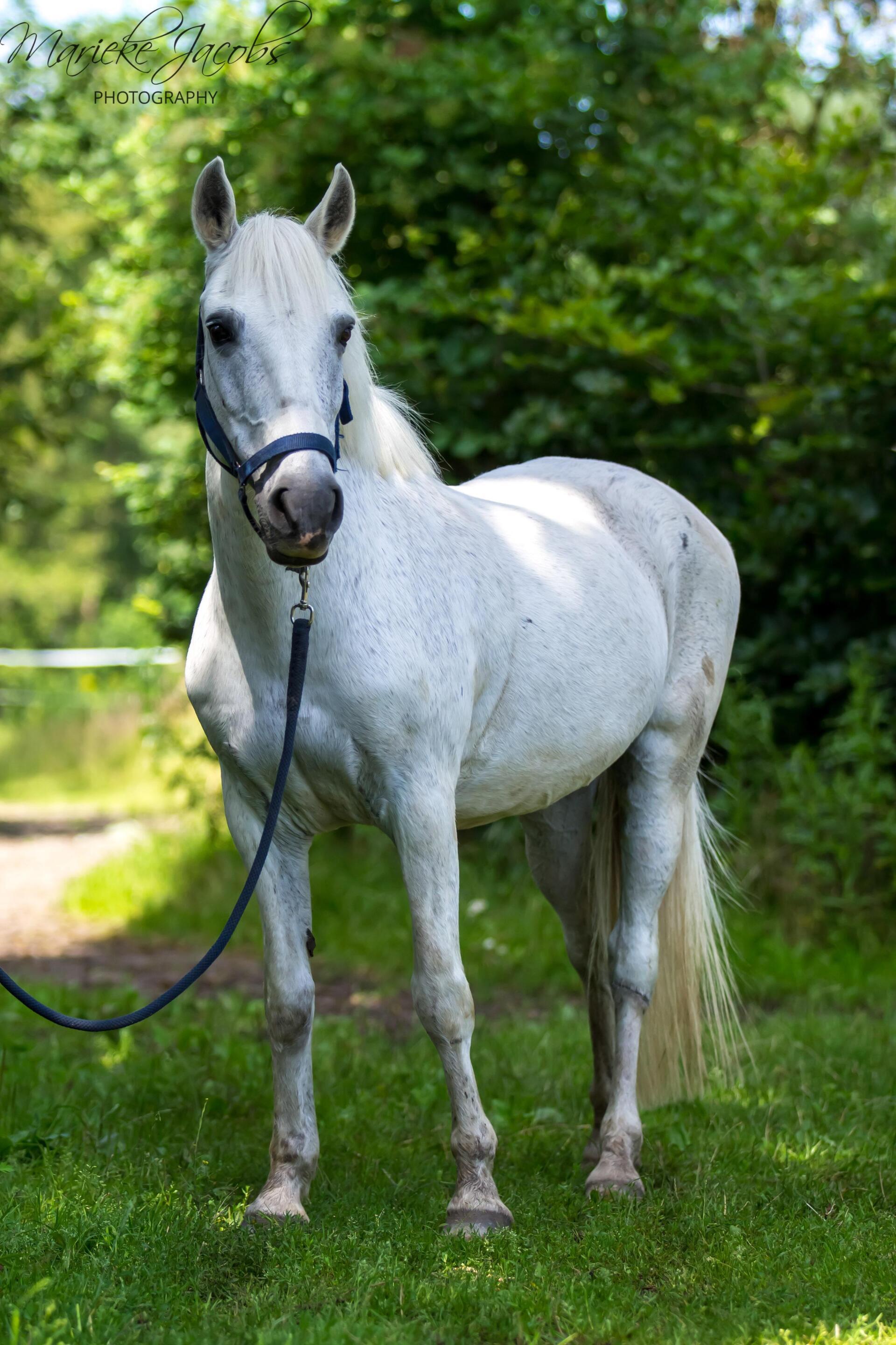Manege-pony Emmy