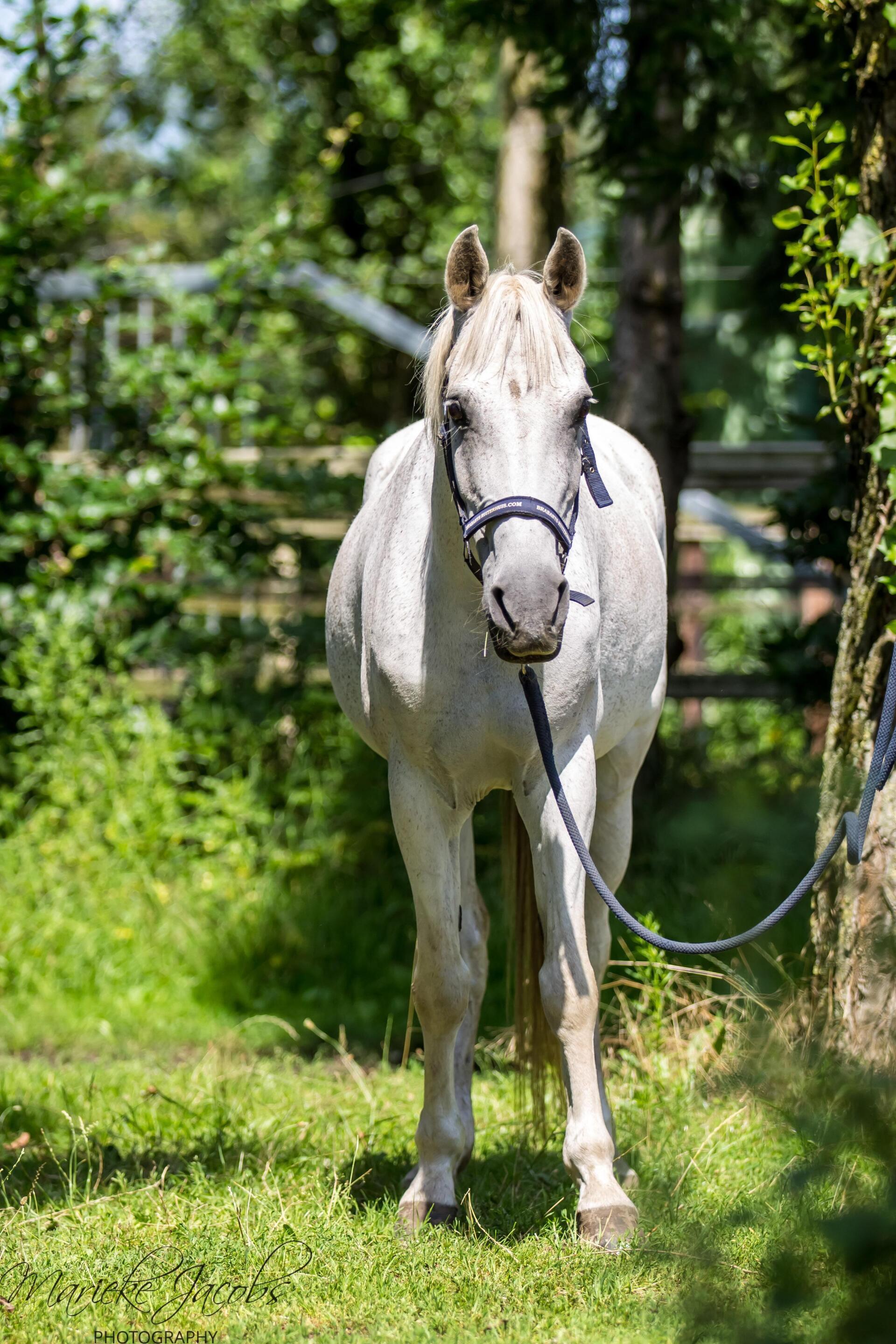 Manege-pony Esmee