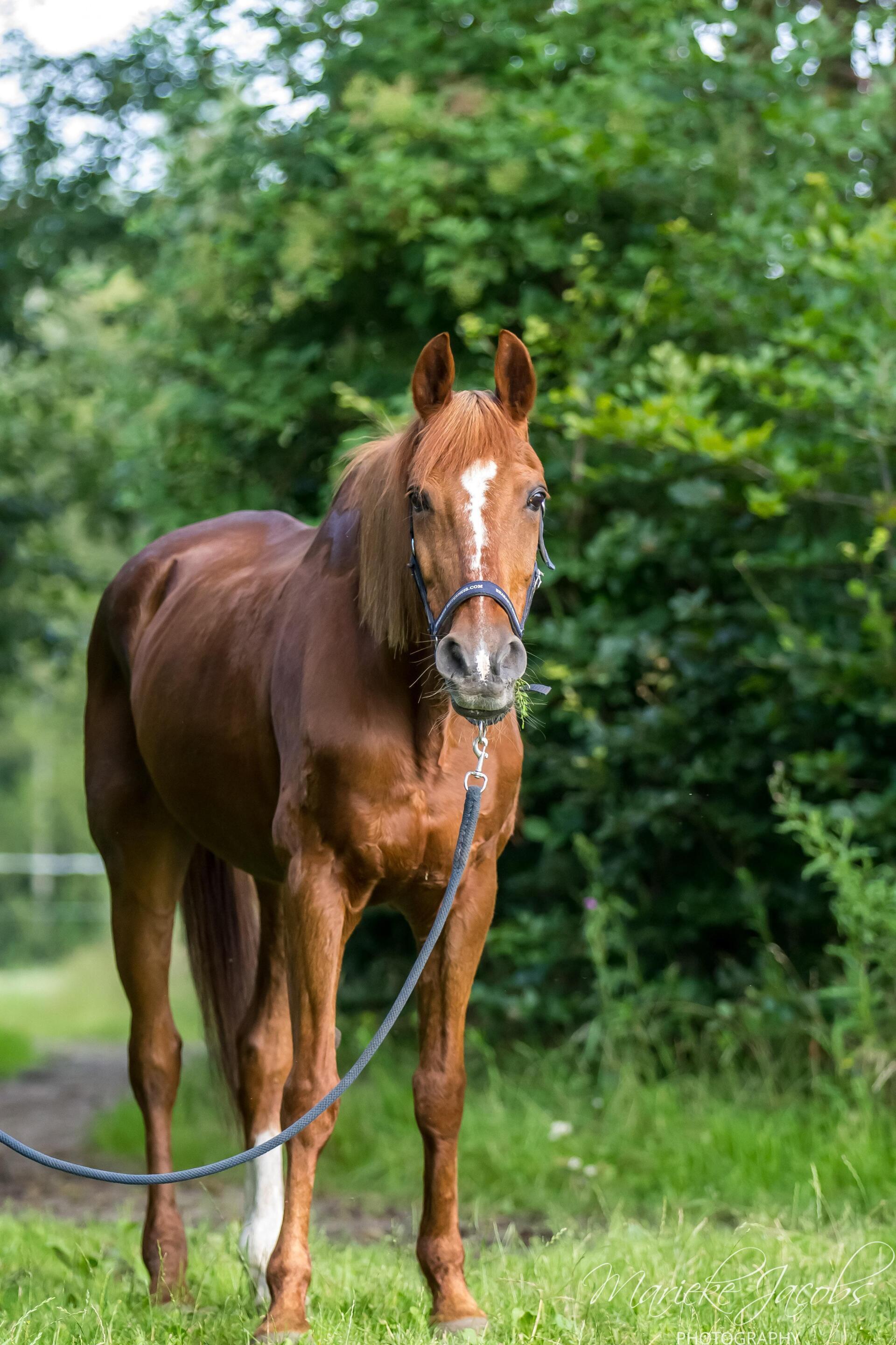 Manege paard Esprit