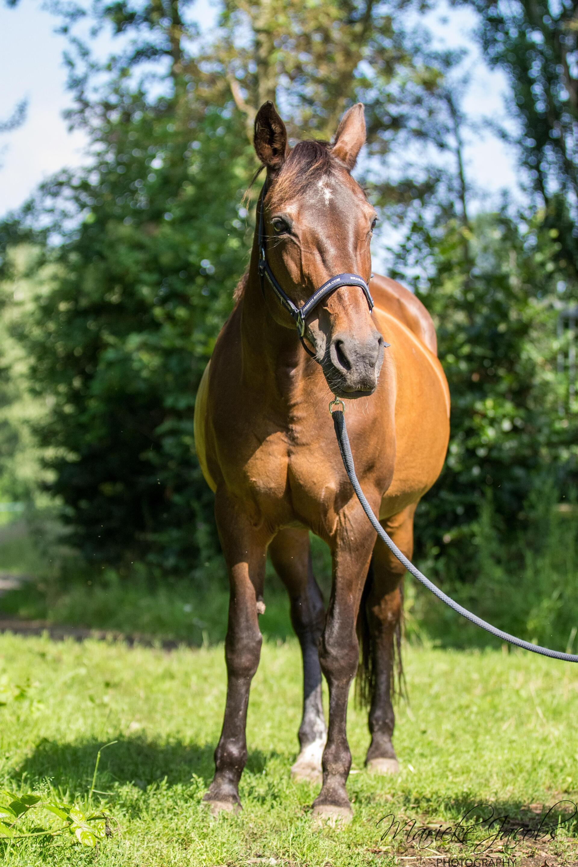 Mange pony Janouk