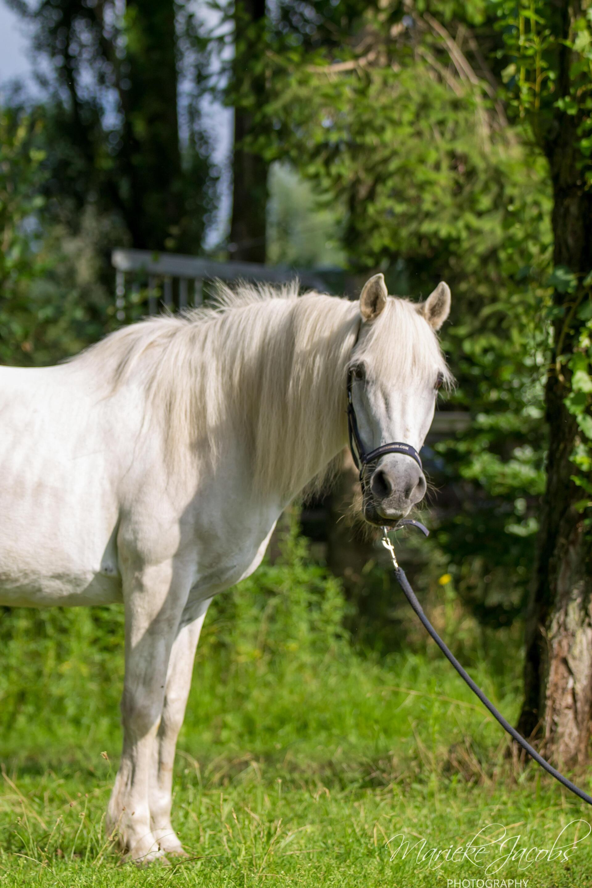 Manege-pony Julia