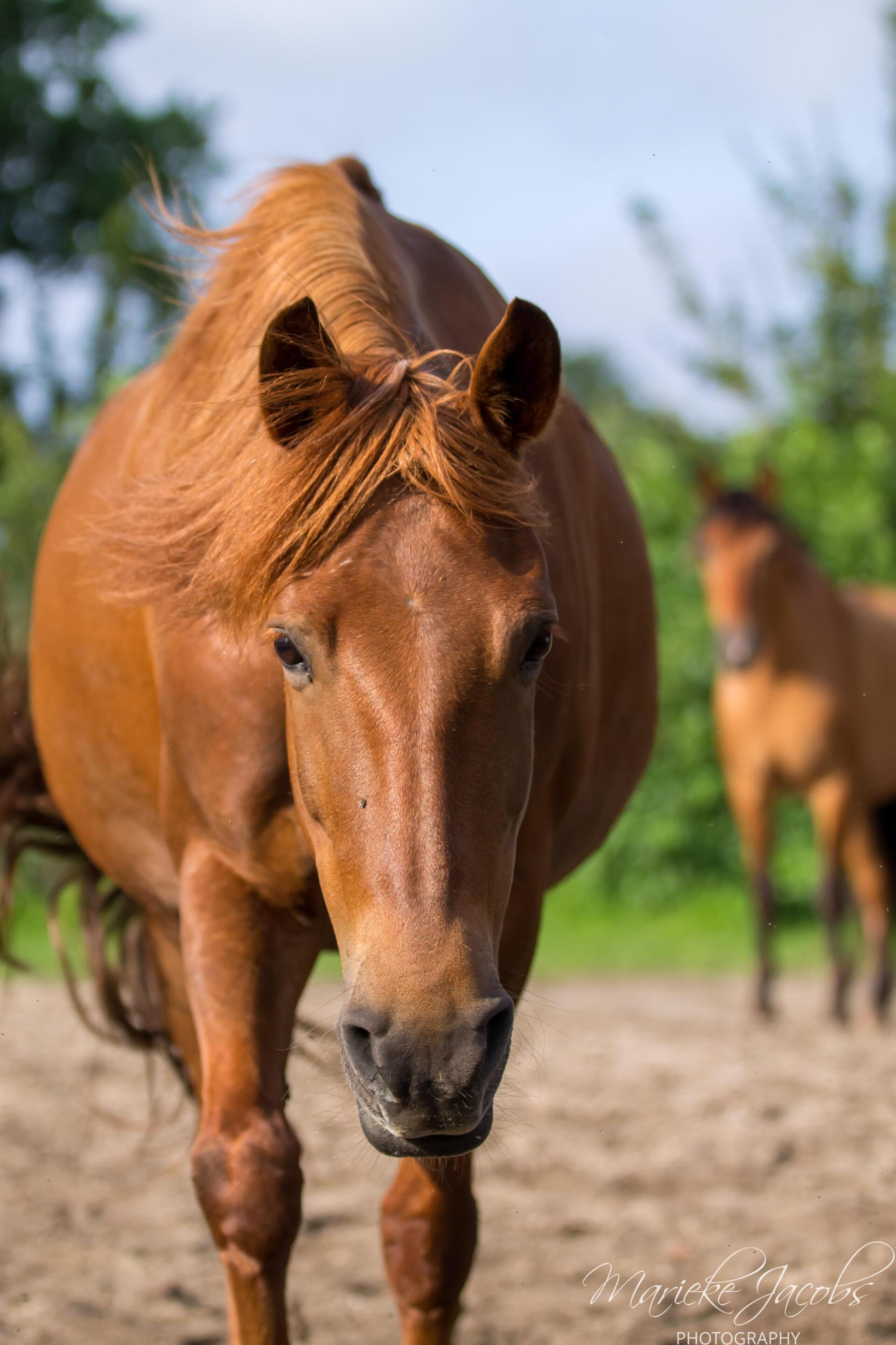 Manege-pony Lara