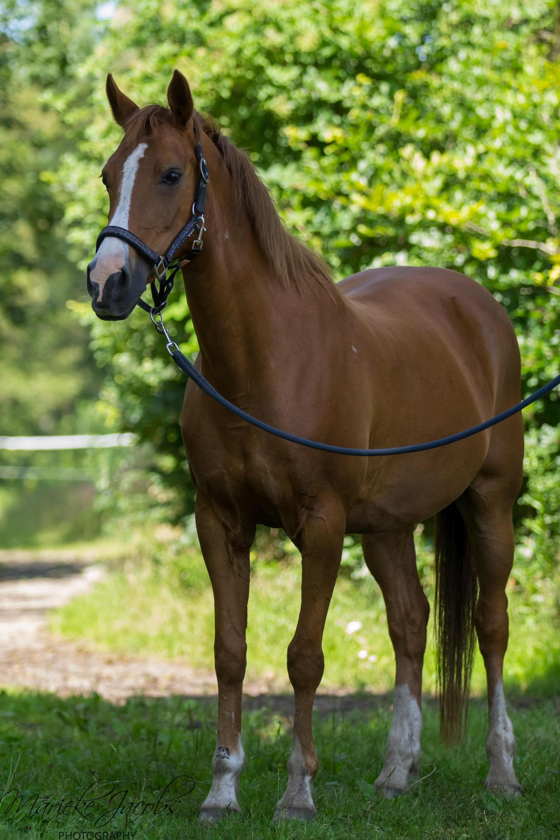 Manege-pony Lawina