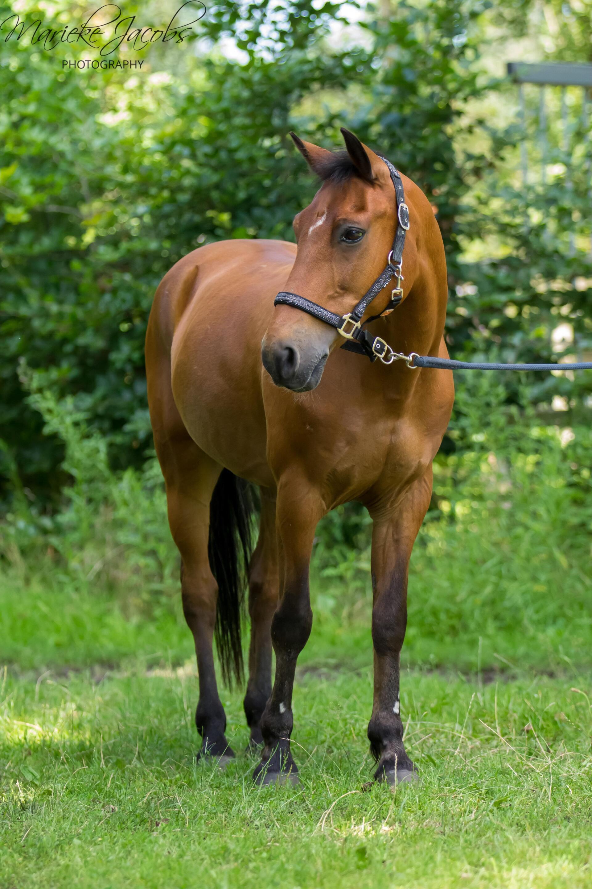 Manege-pony Marco