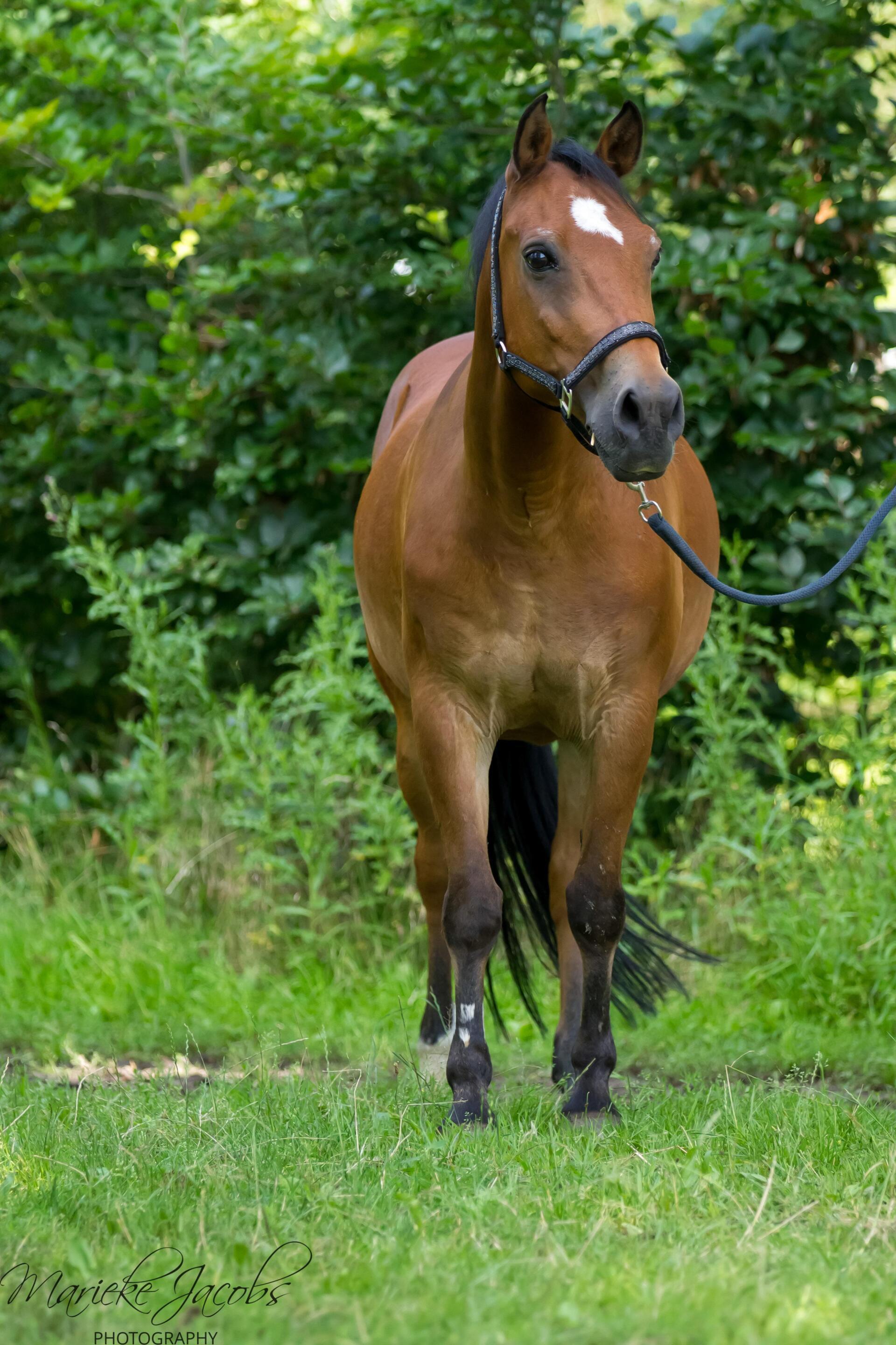 RIP pony Merwin