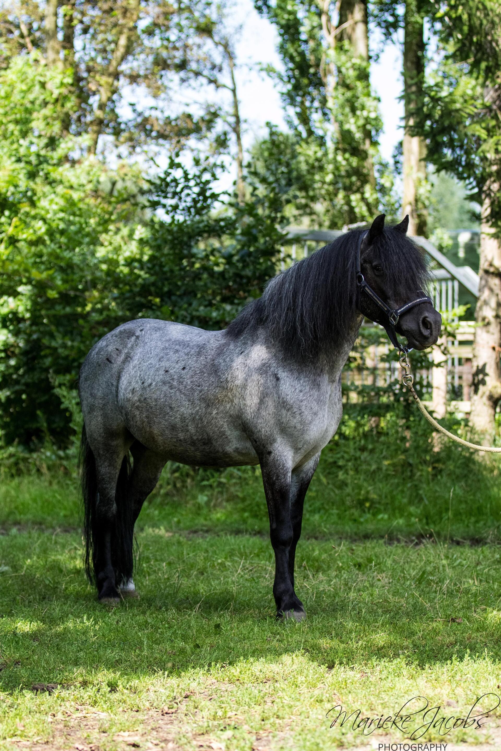 Manege-pony Mister