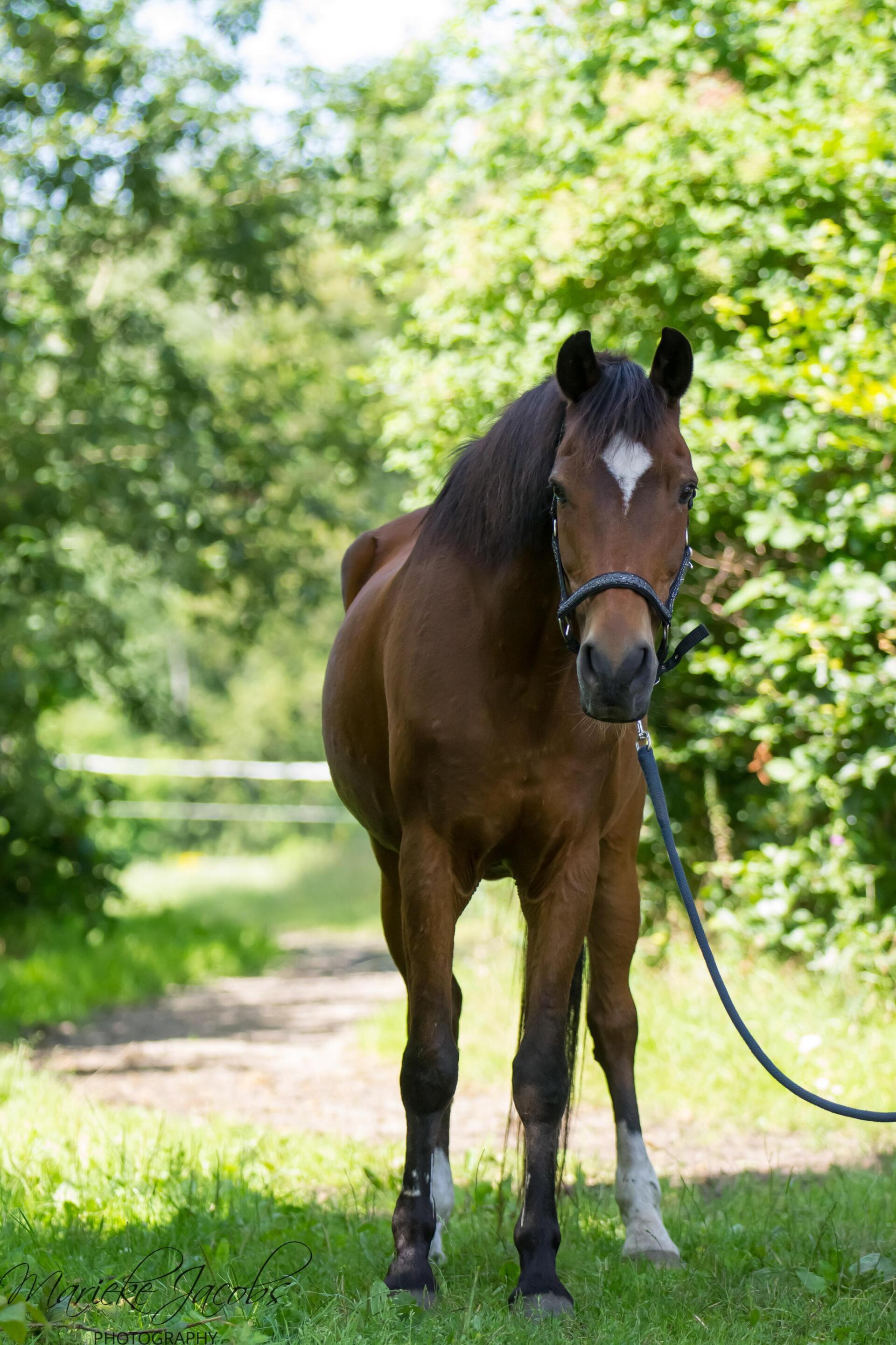Manege-pony Nero