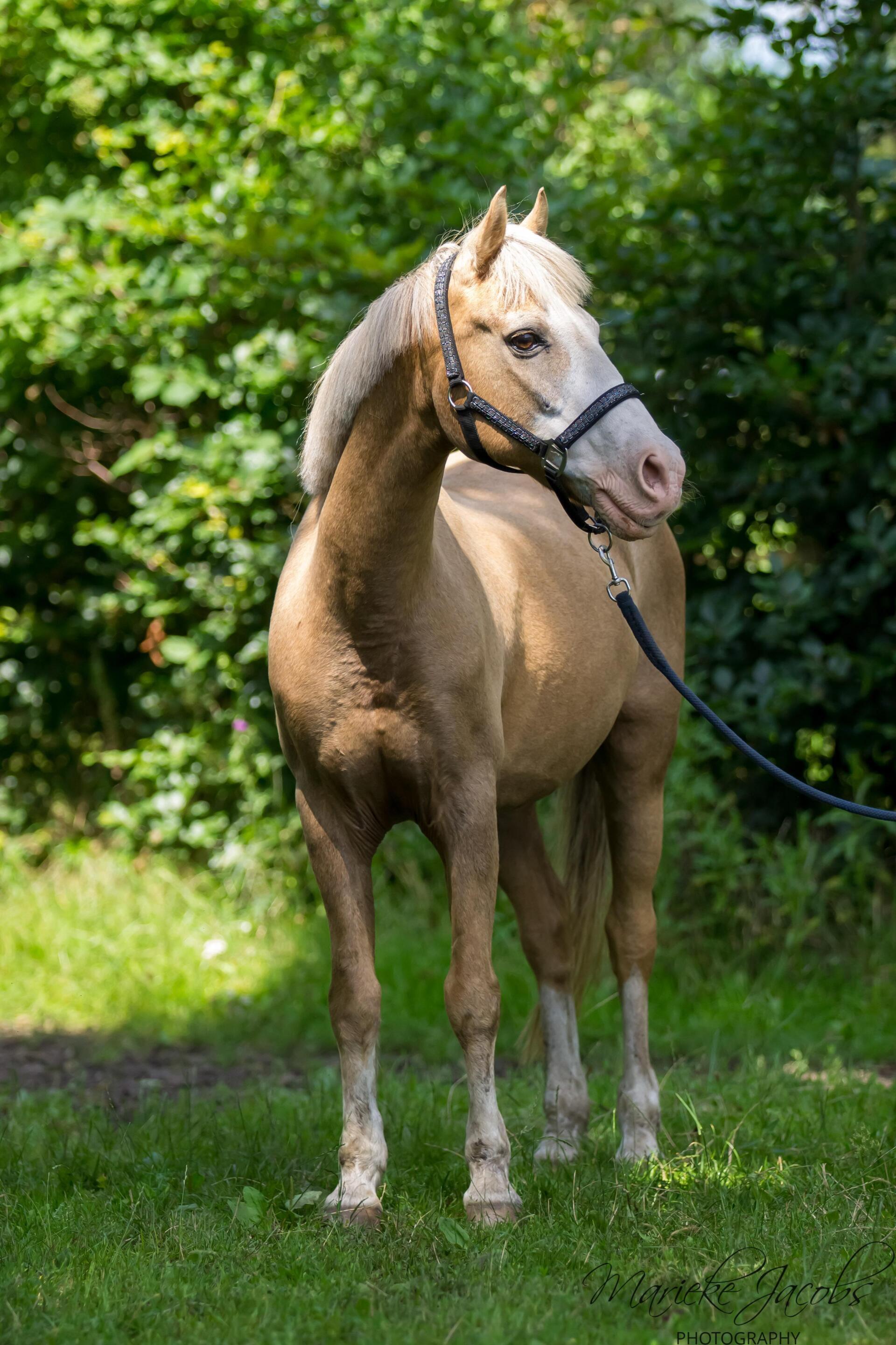 Manege-pony Polermo