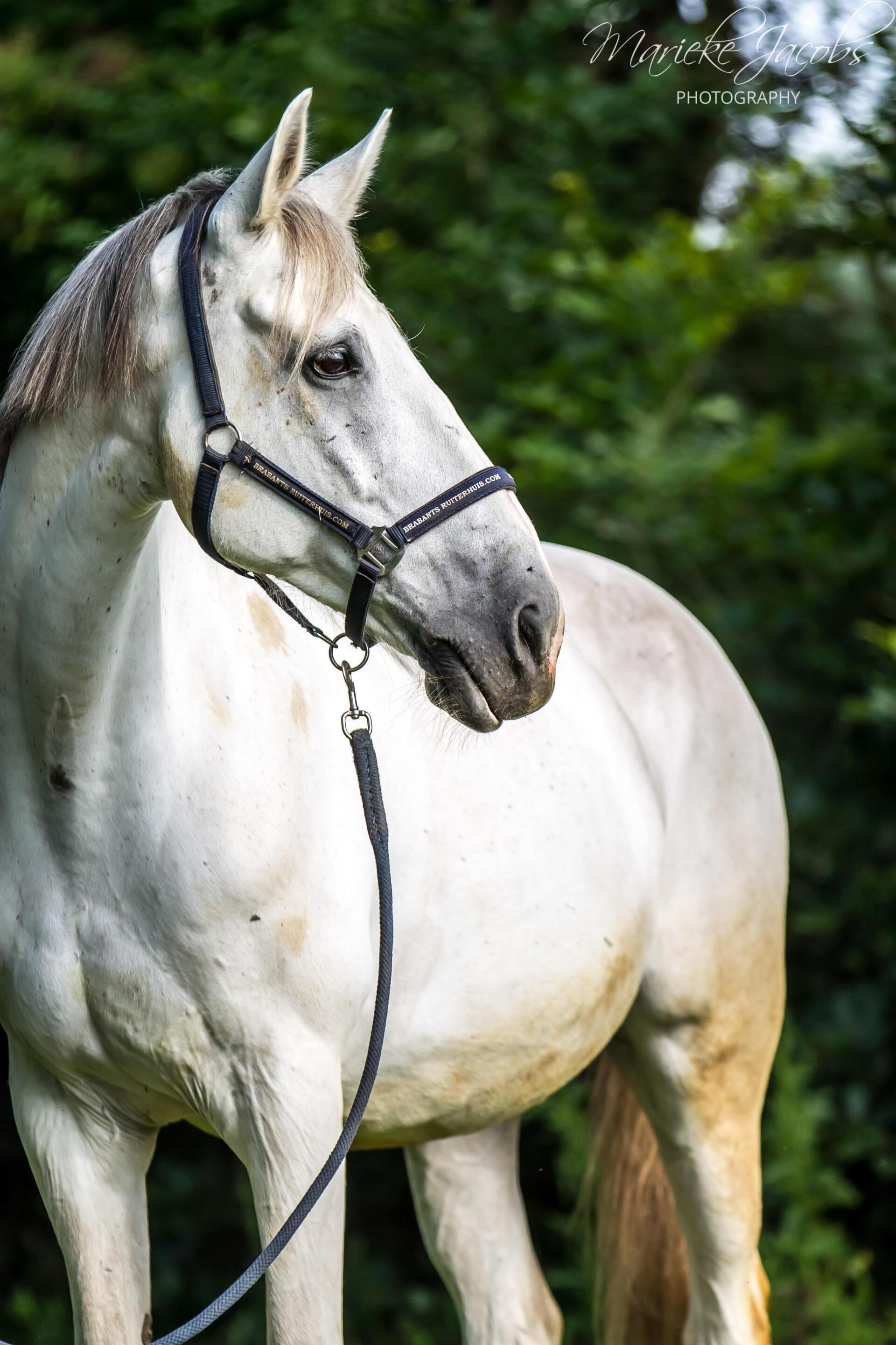 Manege paard Rio