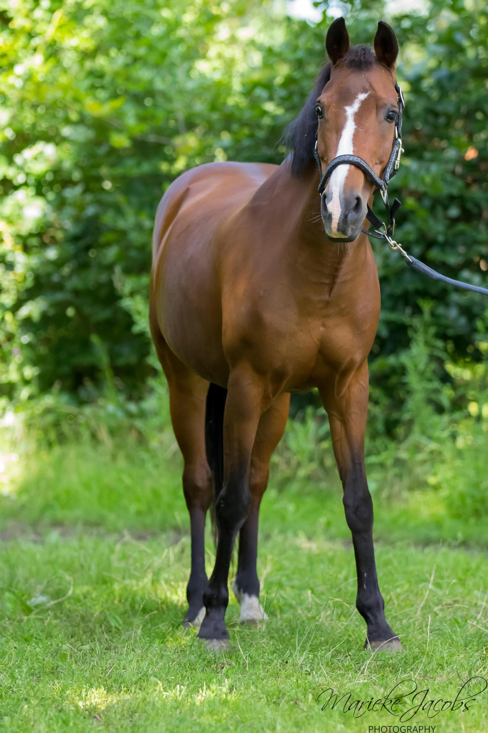 Manege pony Shadow