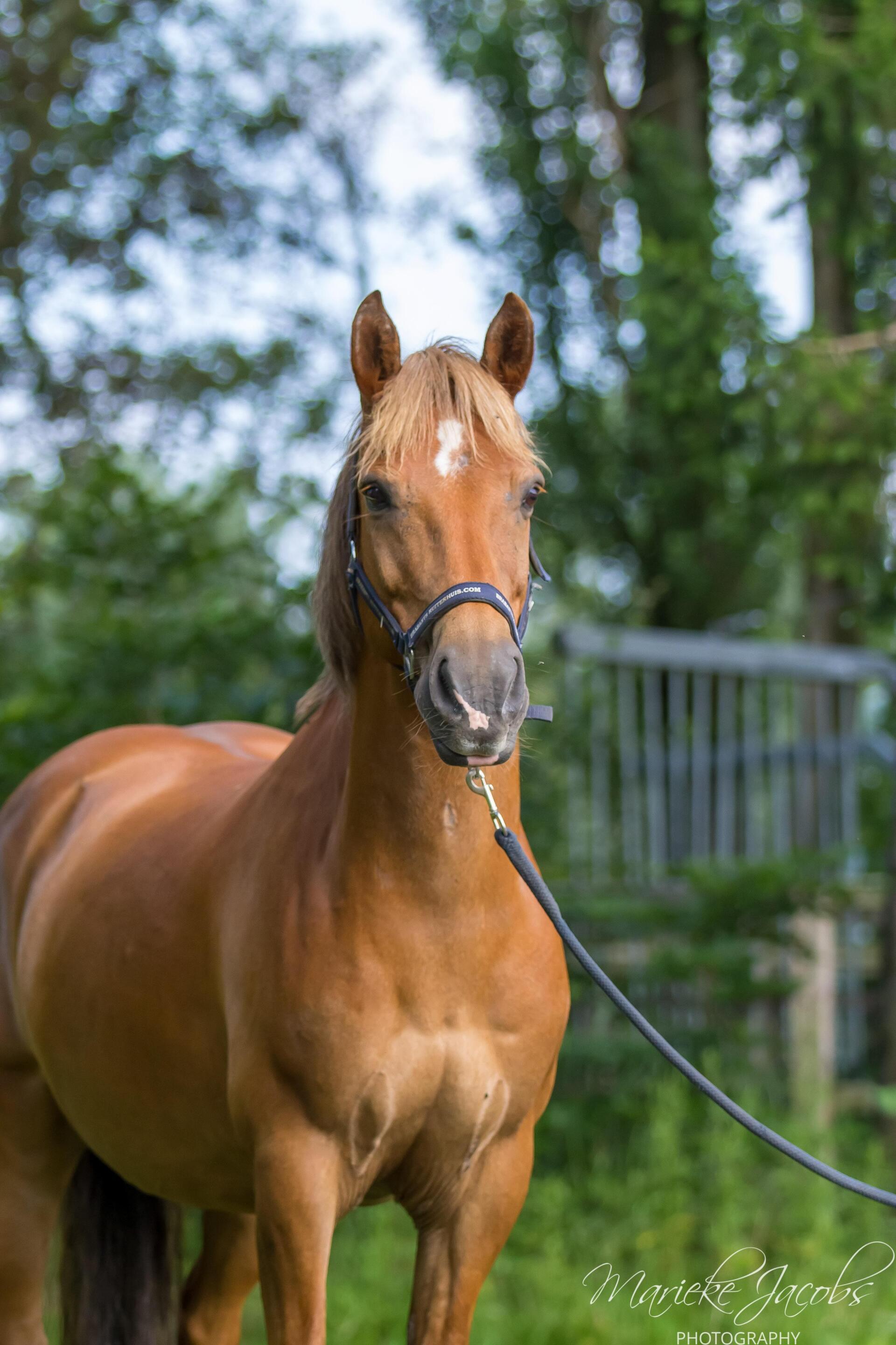 Manege-pony Storm