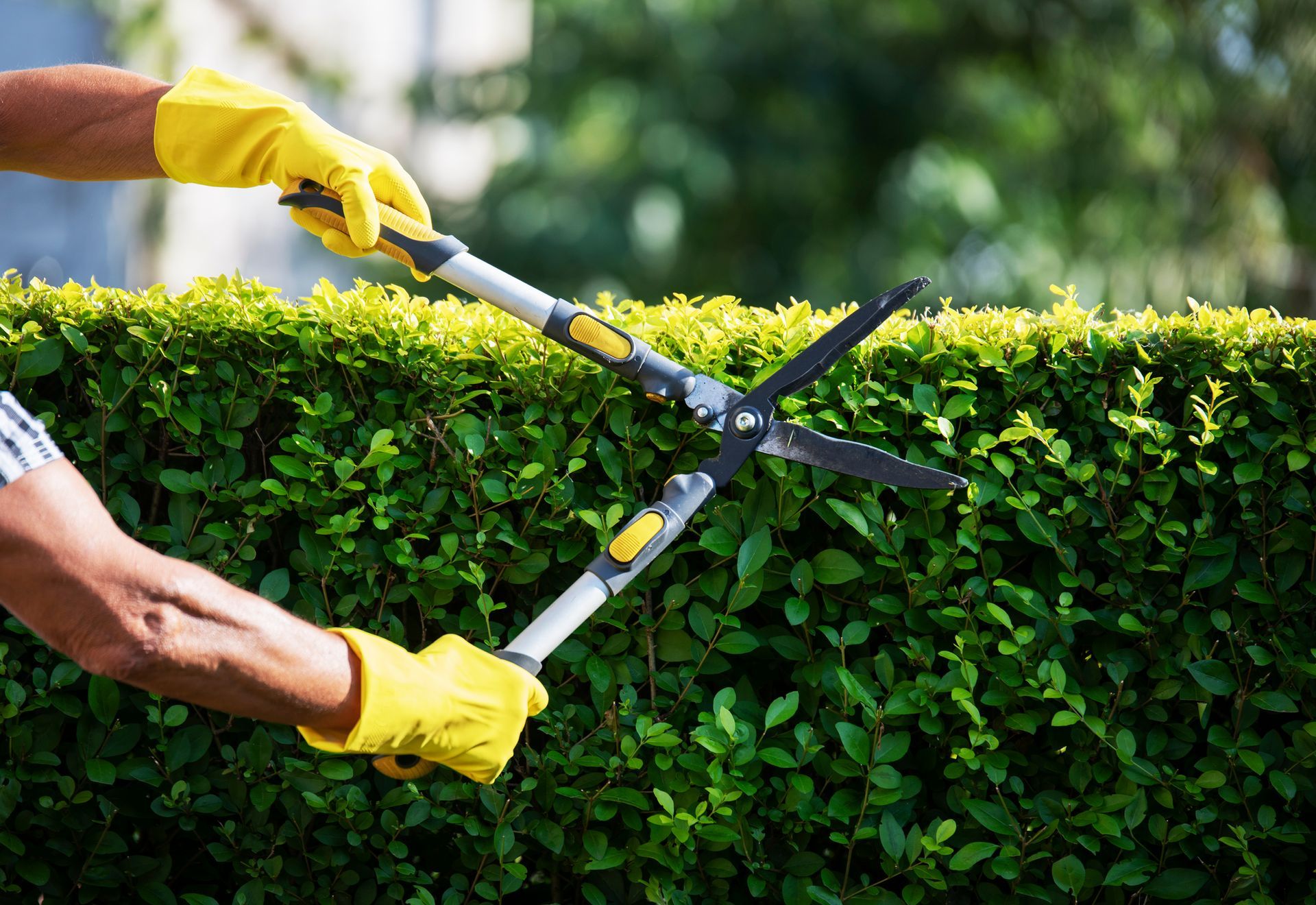 Trimming — Jacksonville, FL — Eden’s Utopia Inc.