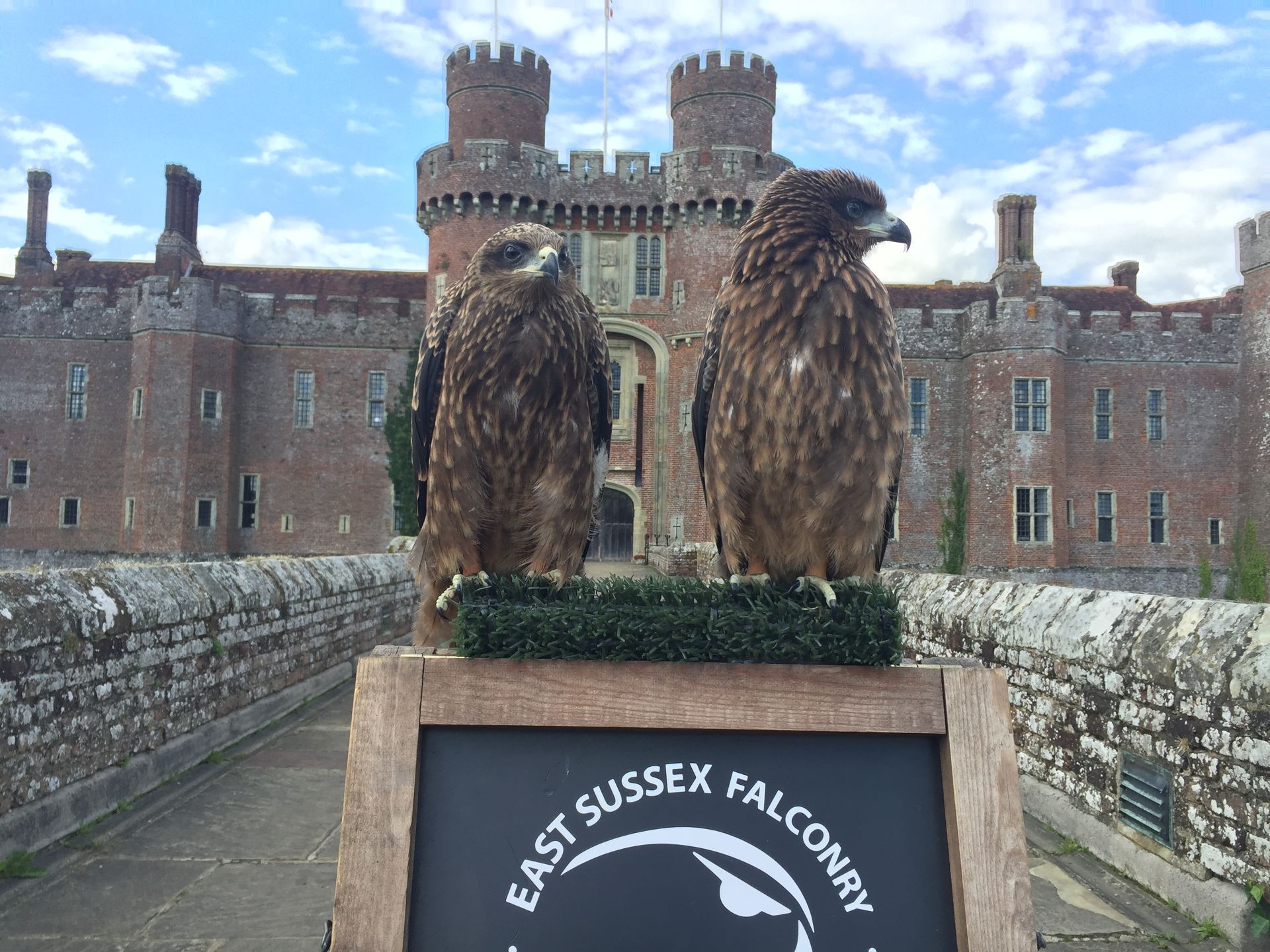 Bird of Prey Learning Experience Gallery | East Sussex Falconry