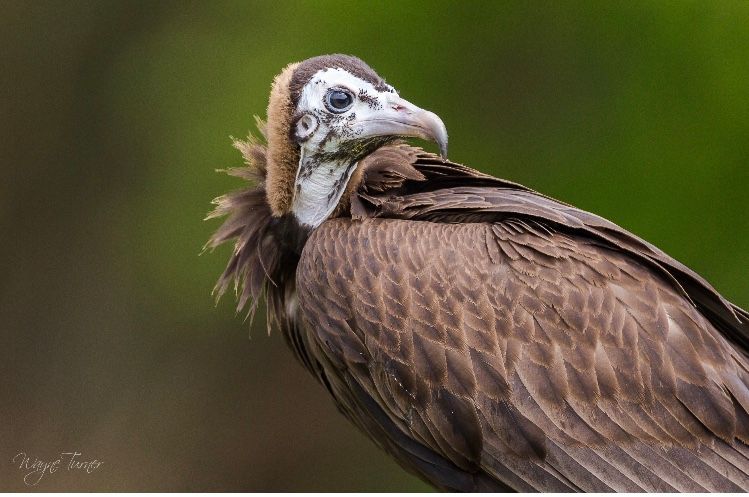 A close up of a vulture with a green background.